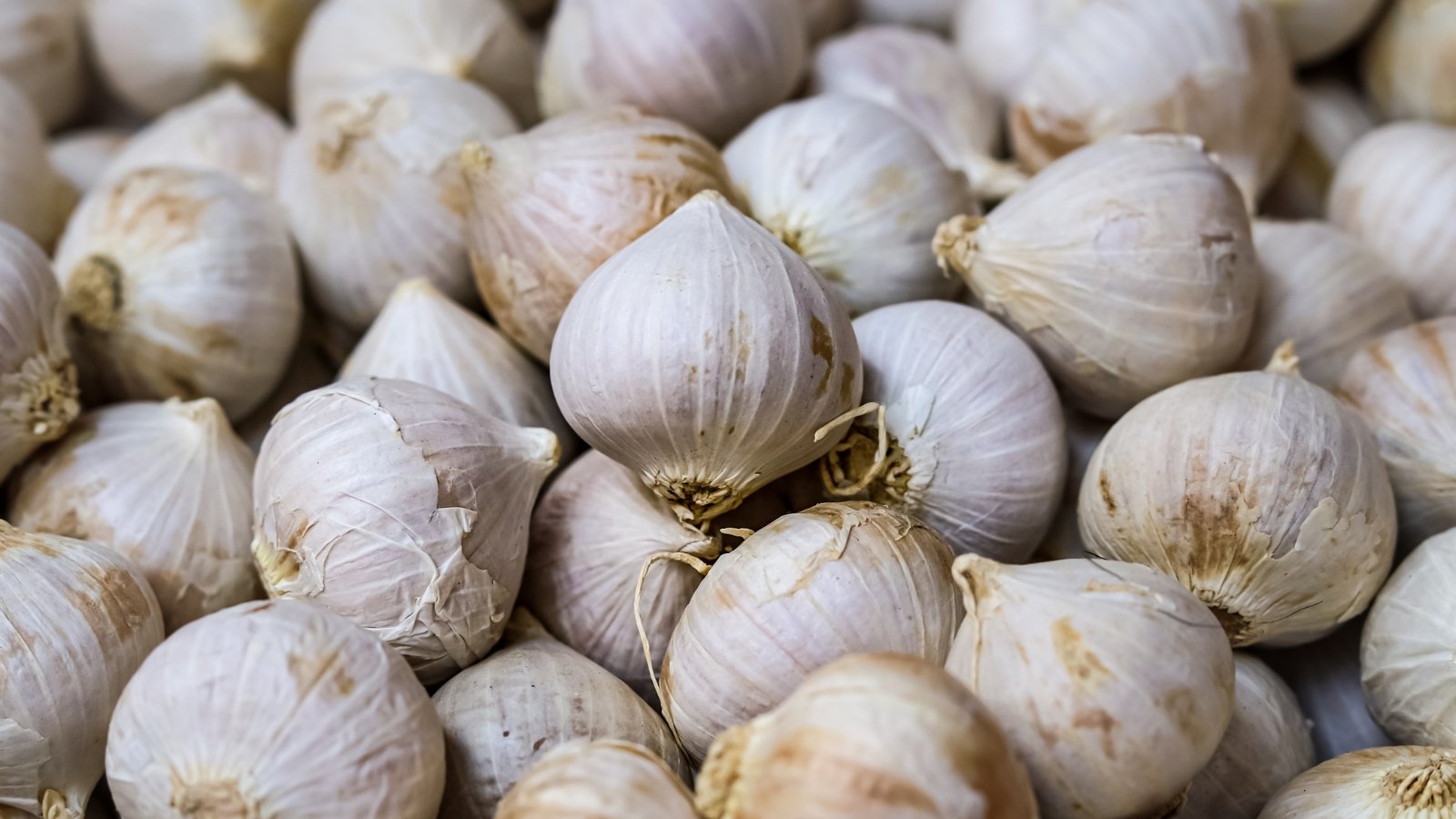 A pile of single round bulbs with a smooth, papery exterior and a robust shape, showcasing tightly packed off-white scales.
