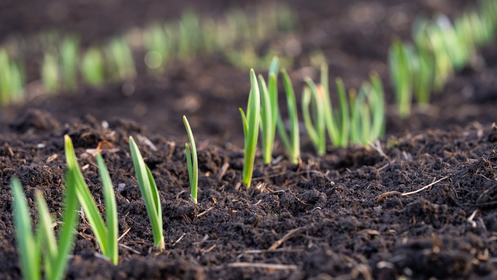 Young green shoots with short vertical green leaves emerging from rich, dark soil in garden.