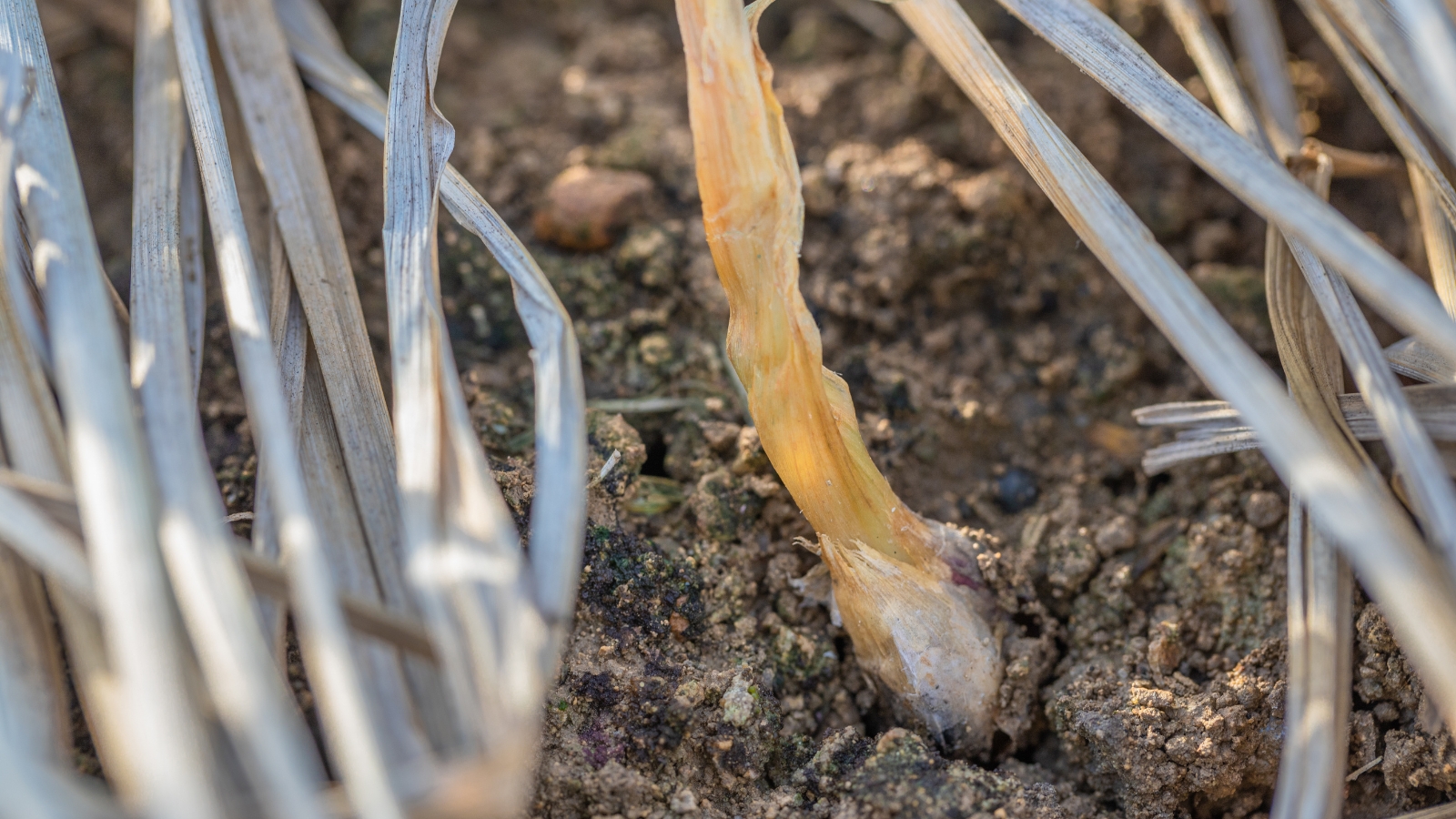 Close-up of a rotten bulb with a brown wilted stem and dry gray leaves among dark brown soil.