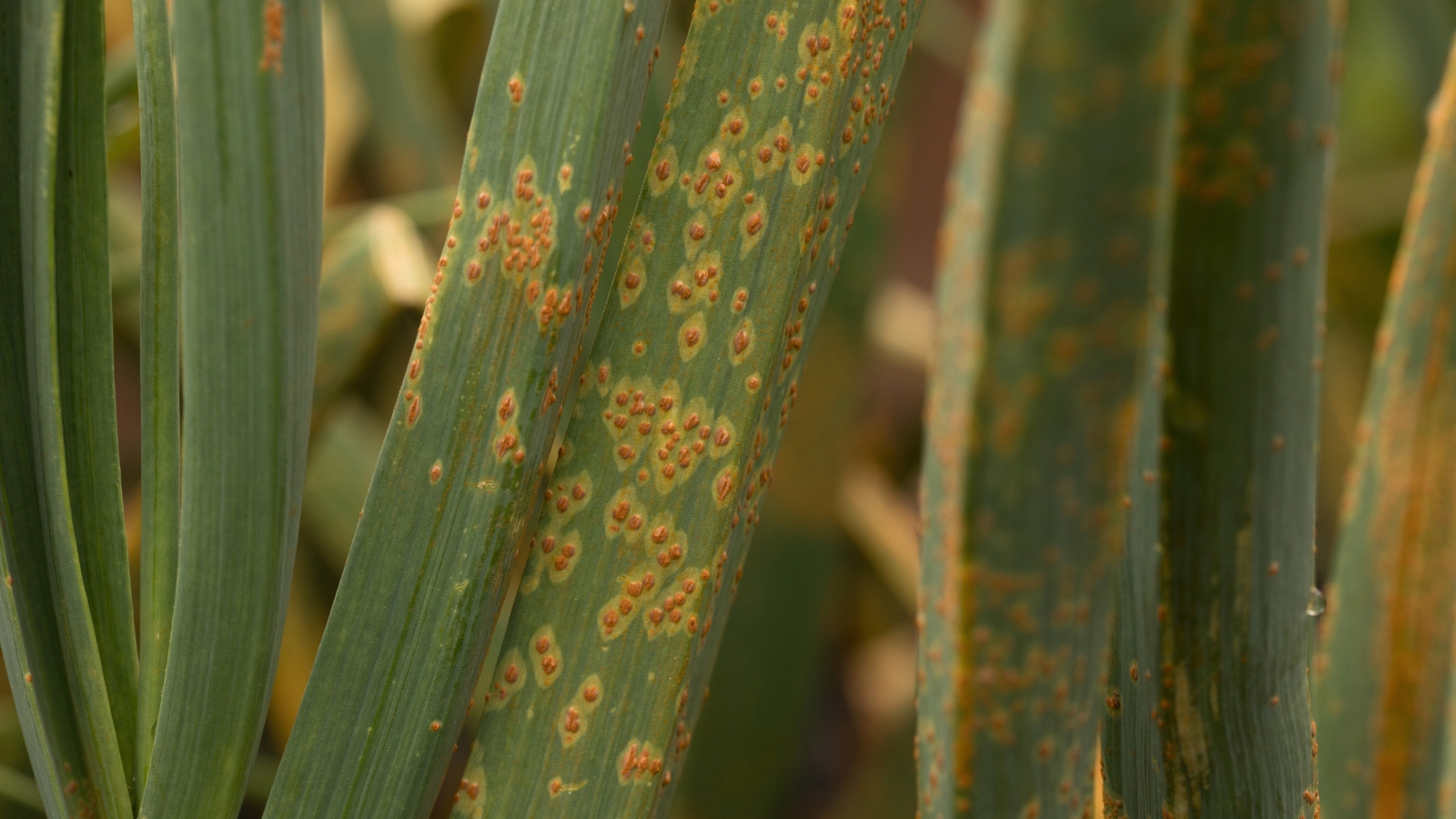 The leaves exhibit yellowing and orange-brown streaks, indicating rust that mars their once vibrant green appearance.
