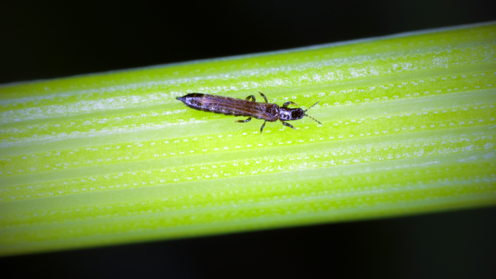 A small thrip with a slender, elongated body glistening in shades of brown crawls across the leaf's surface.
