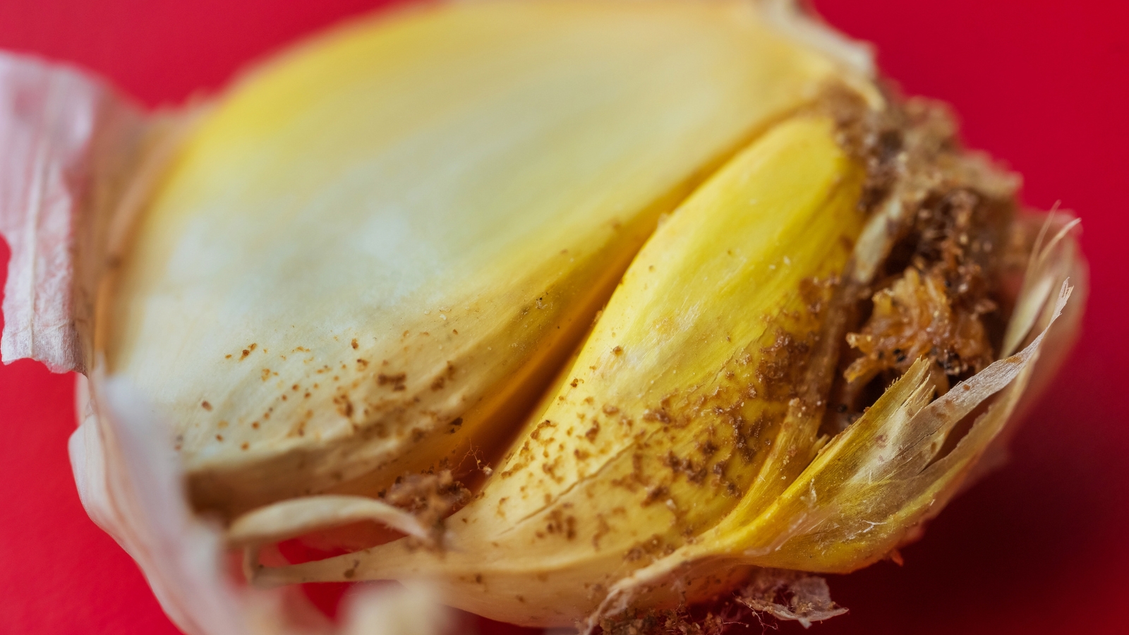 A close-up of a clove infected with Nematodes leaving behind brown rotten marks.