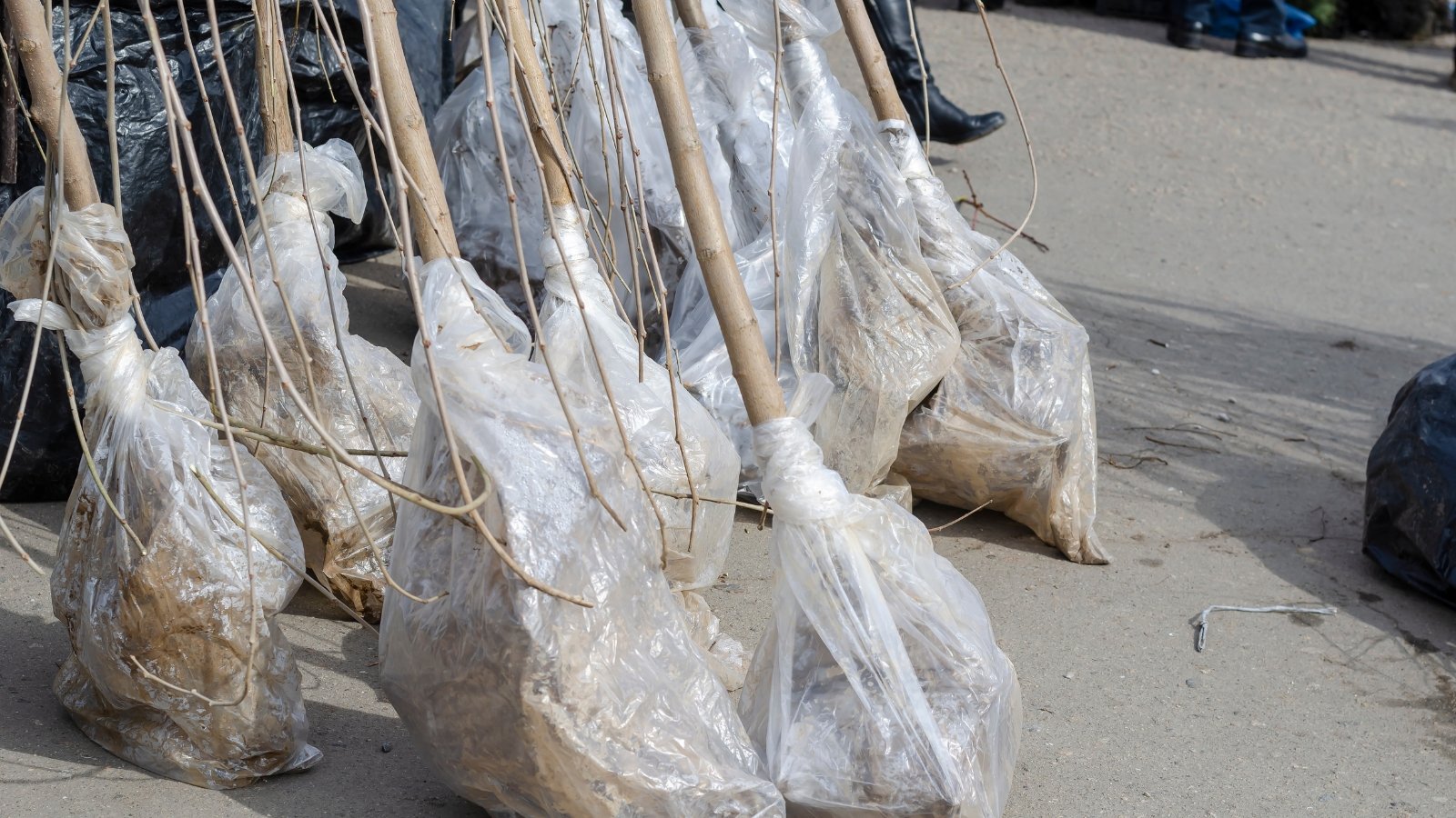 A cluster of plants with their roots wrapped in translucent protective fabric are neatly stacked on the pavement, their thin, spindly branches extending upwards, surrounded by concrete and scattered packaging material.