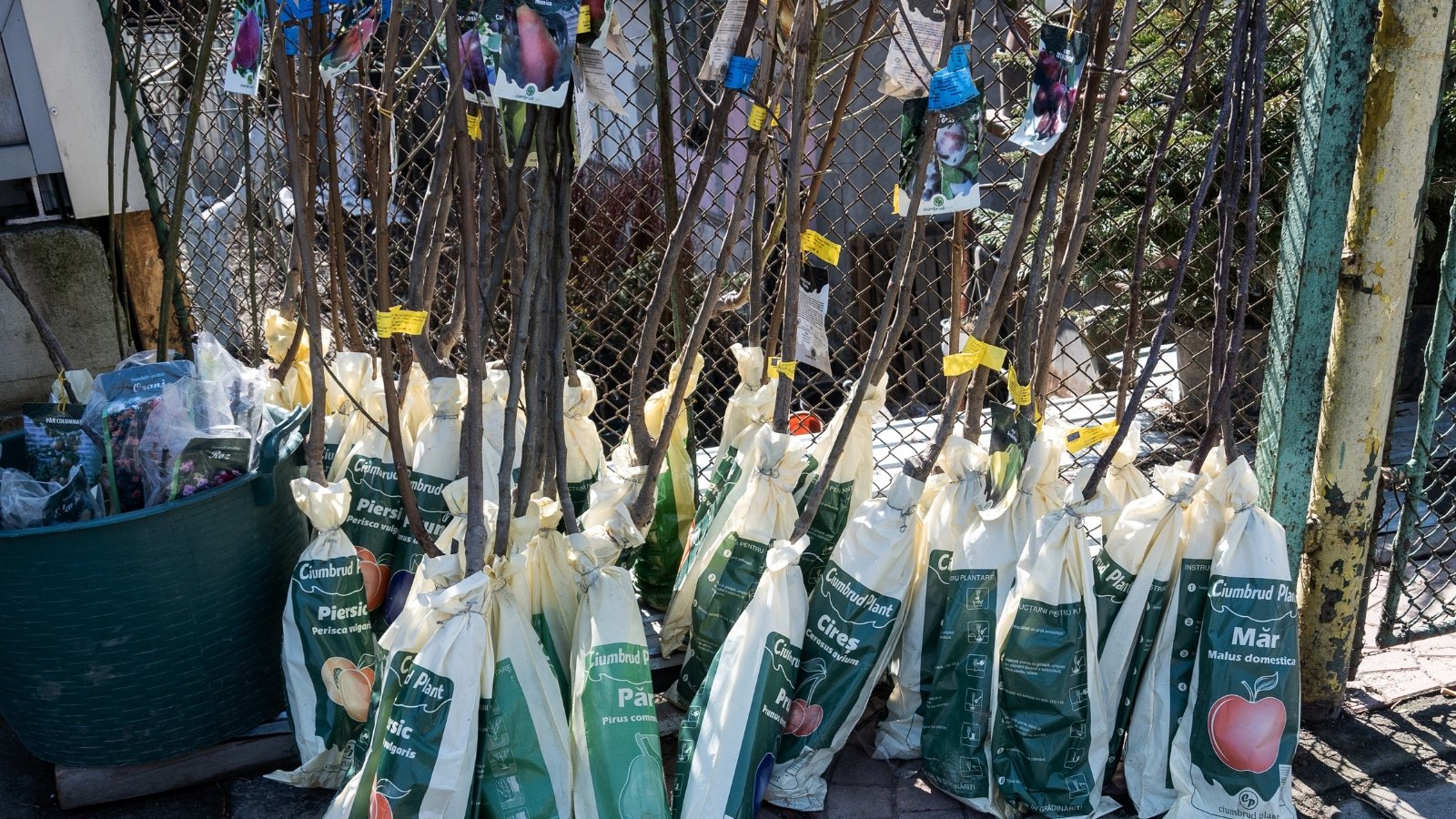 A row of thin, young saplings with slender brown trunks are supported by wooden stakes, their upper sections wrapped in protective plastic with identification tags, all set on a concrete surface with other similar plants.