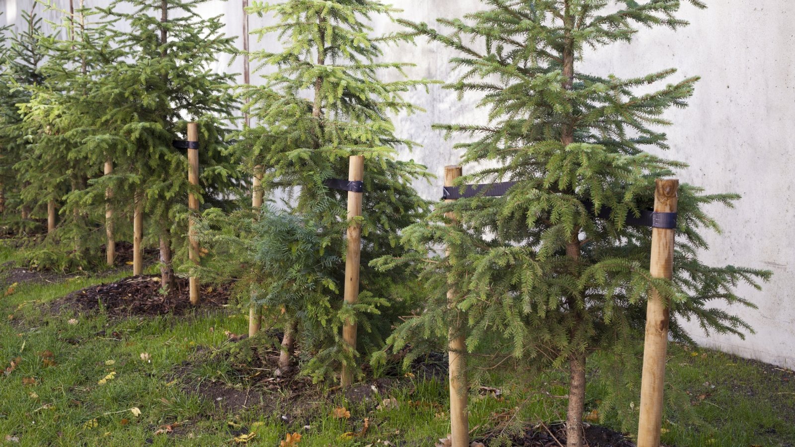 A collection of young, tall plants with wispy green foliage and thin trunks is staked with wooden poles for support, growing in a patch of dark soil surrounded by a grassy area and a nearby stone wall.