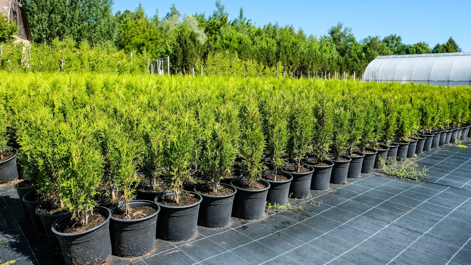 A nursery filled with rows of bright green conical shrubs in black plastic containers, set against a backdrop of more vibrant plants, stretches out in a precise, symmetrical arrangement, creating a vivid, well-ordered display.