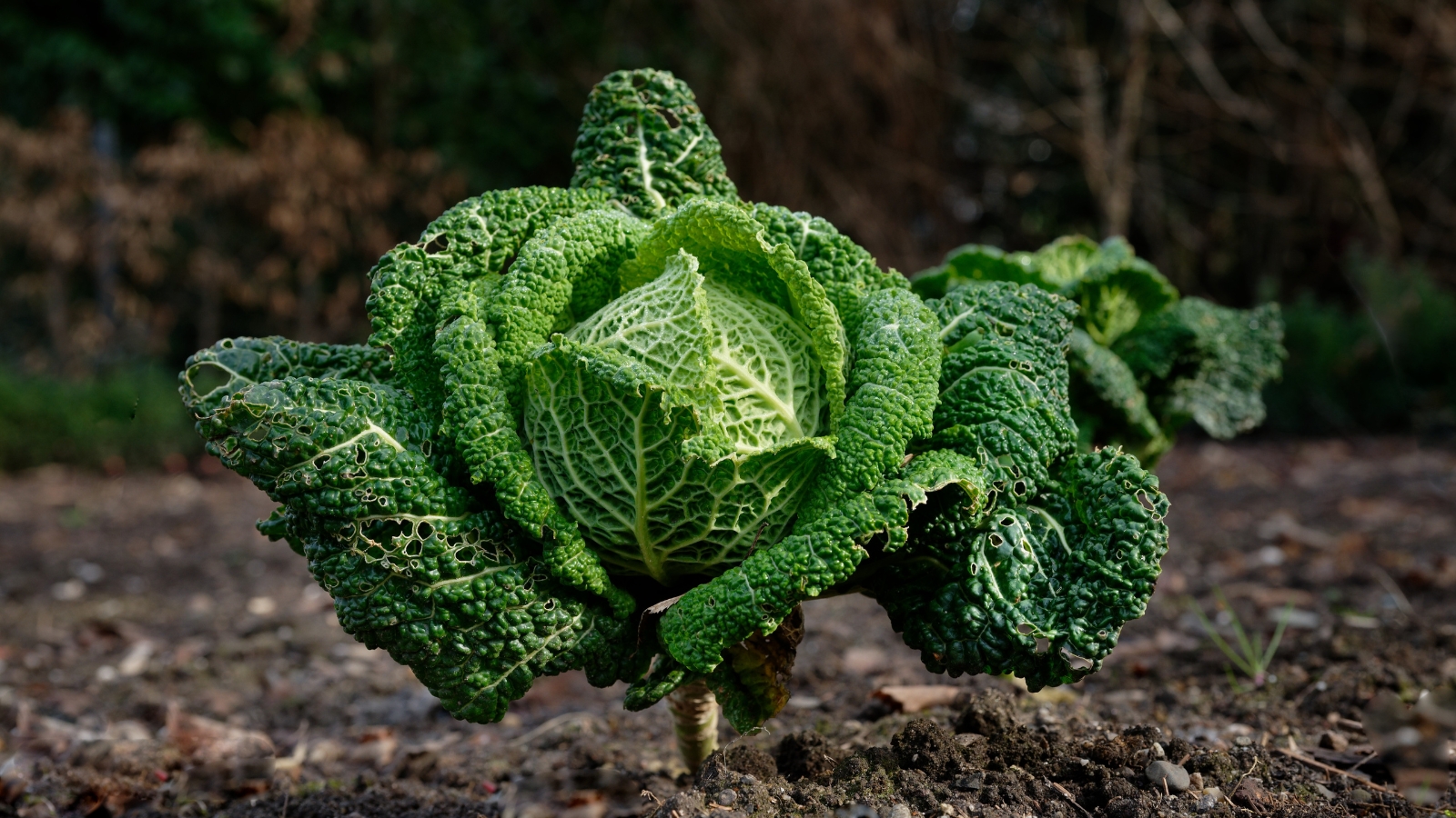 A fully grown Brassica oleracea plant, surrounded by its deeply crinkled green leaves, sits on bare soil with brown patches in the background.