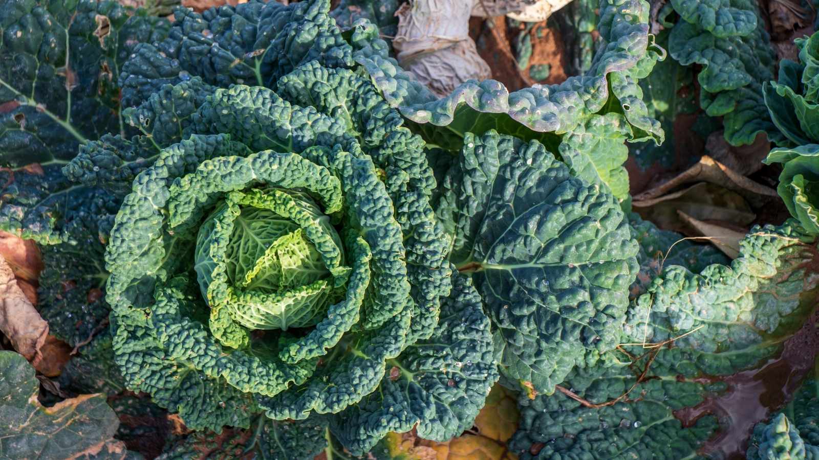 A young Brassica oleracea plant with its outer leaves unfolding from the core, revealing intricate veining, growing in moist soil with debris scattered around.