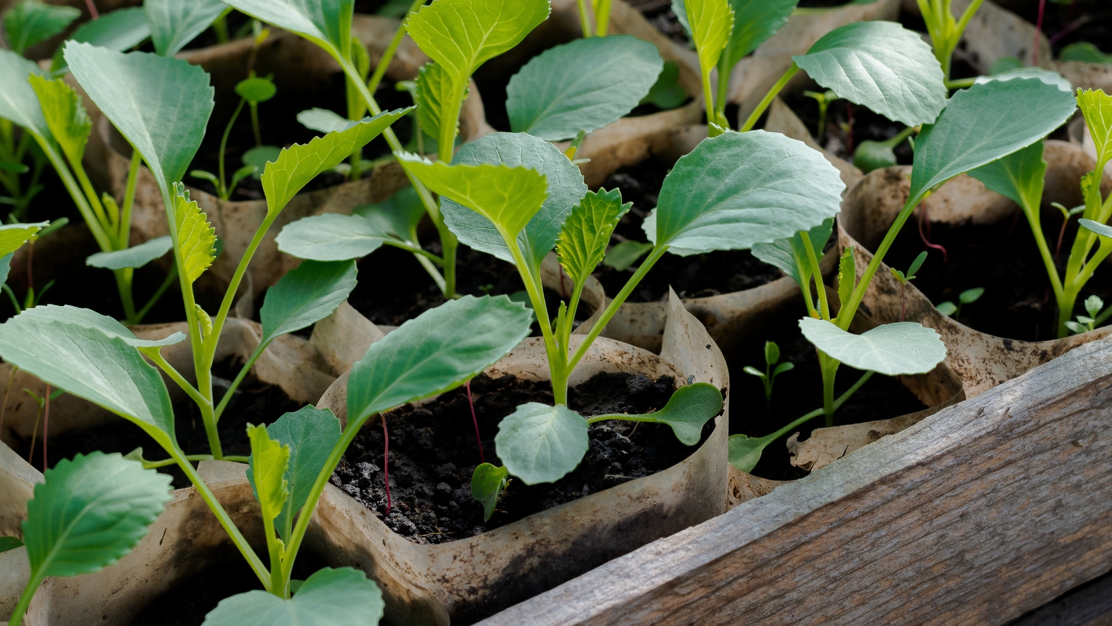 Small, fresh Brassica oleracea seedlings with tender, pale green leaves grow in dark, fertile soil within a wooden planter box.