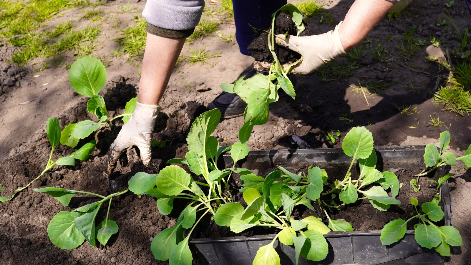 A gardener's gloved hands place young Brassica oleracea seedlings into the dark, rich soil, preparing them for growth in a freshly tilled garden.