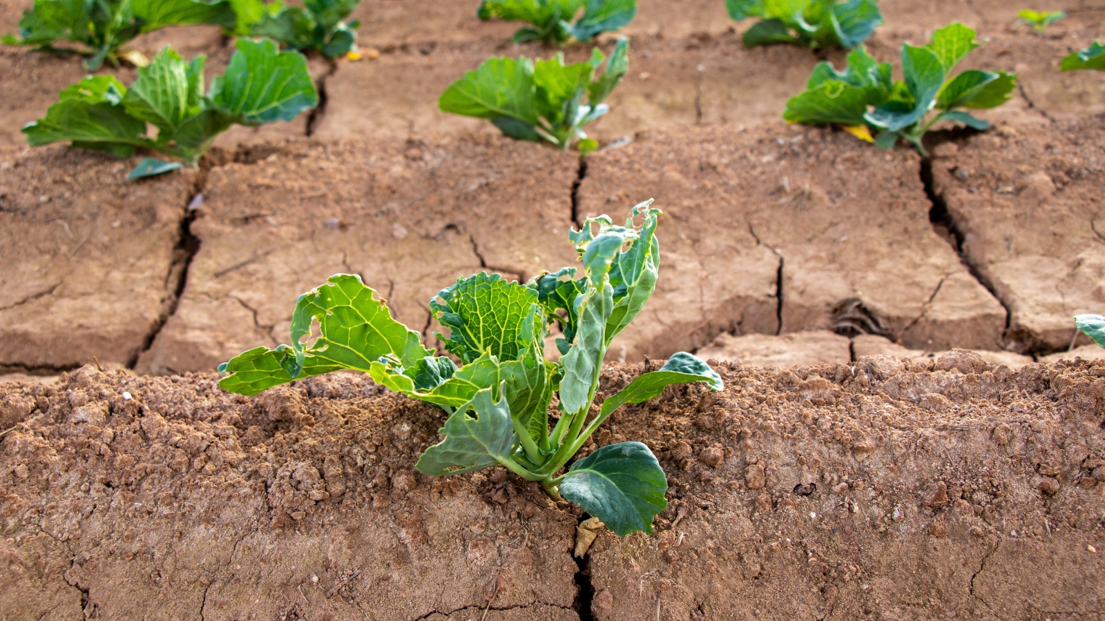 A small Brassica oleracea plant with new, light green leaves emerges from dry, cracked soil, indicating early growth in a challenging environment.