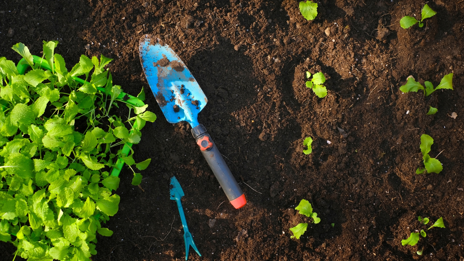 A bright blue trowel rests beside a row of newly planted Brassica oleracea seedlings in moist, black soil, with larger green leaves surrounding the planting area.