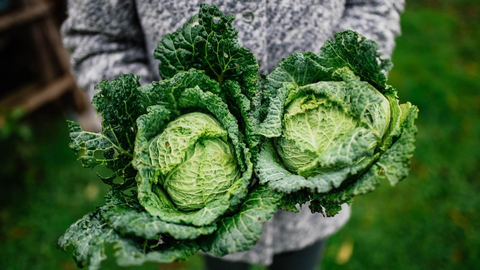 A person in a grey sweater holds two freshly harvested, crinkled Brassica oleracea heads with vibrant green leaves folding tightly around the central core.