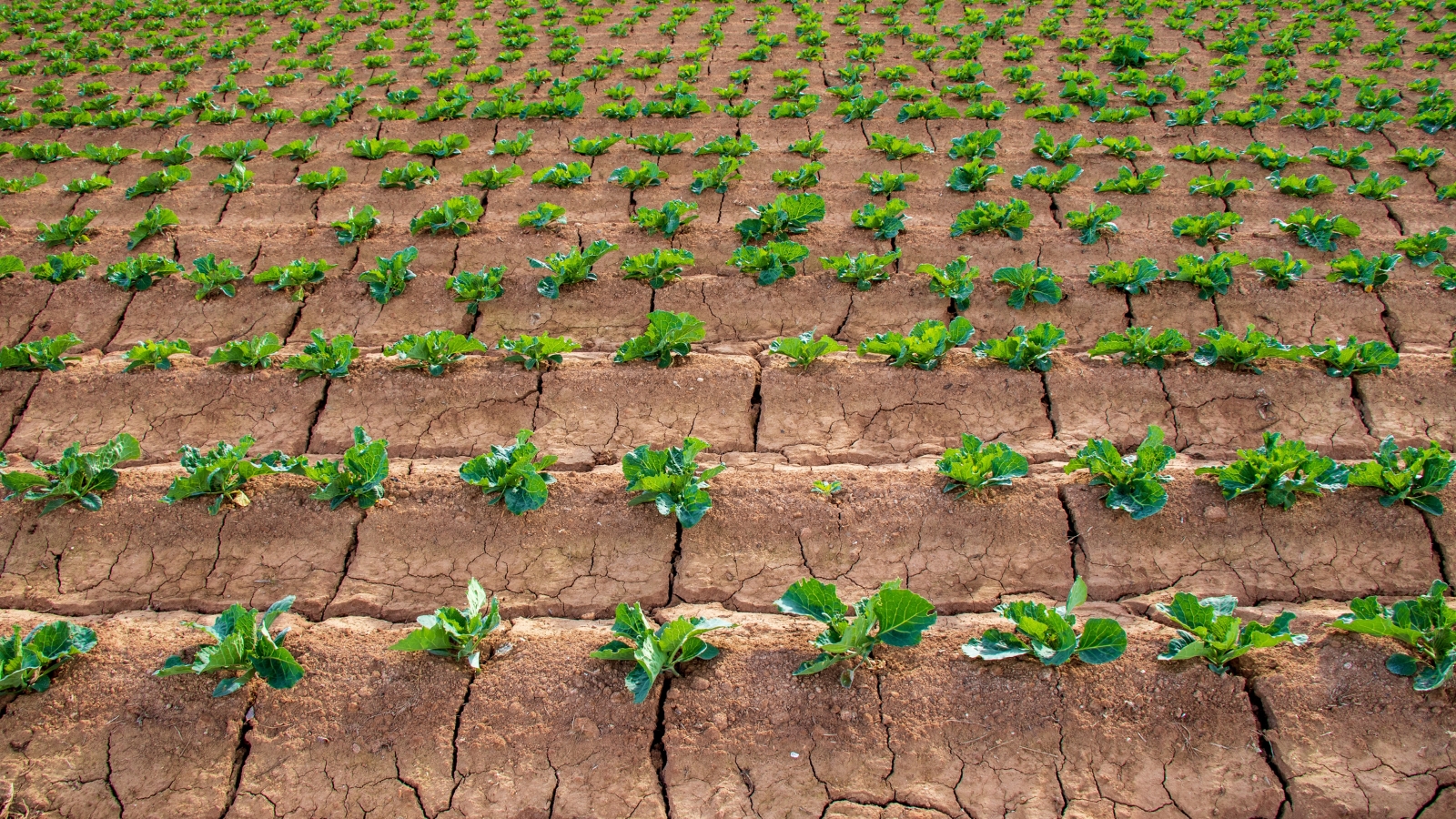 Rows of small, young Brassica oleracea plants grow in evenly spaced lines across a large, well-organized garden bed with dry, cracked earth.