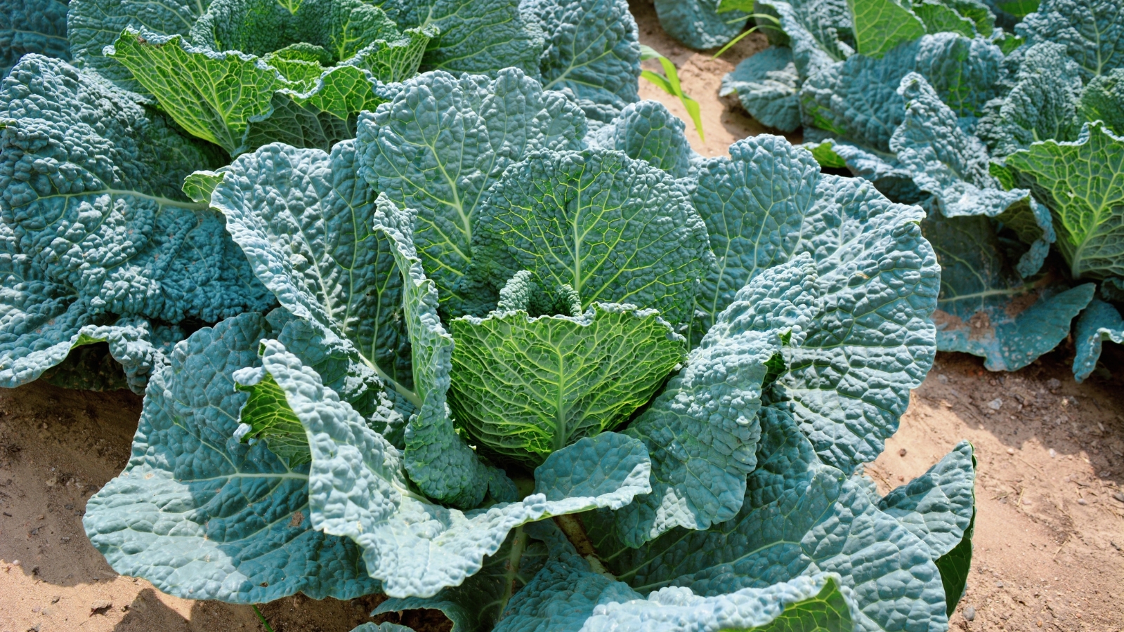 A fully mature Brassica oleracea plant with tightly folded, deep green leaves and pronounced veins, growing in rich soil under bright light.