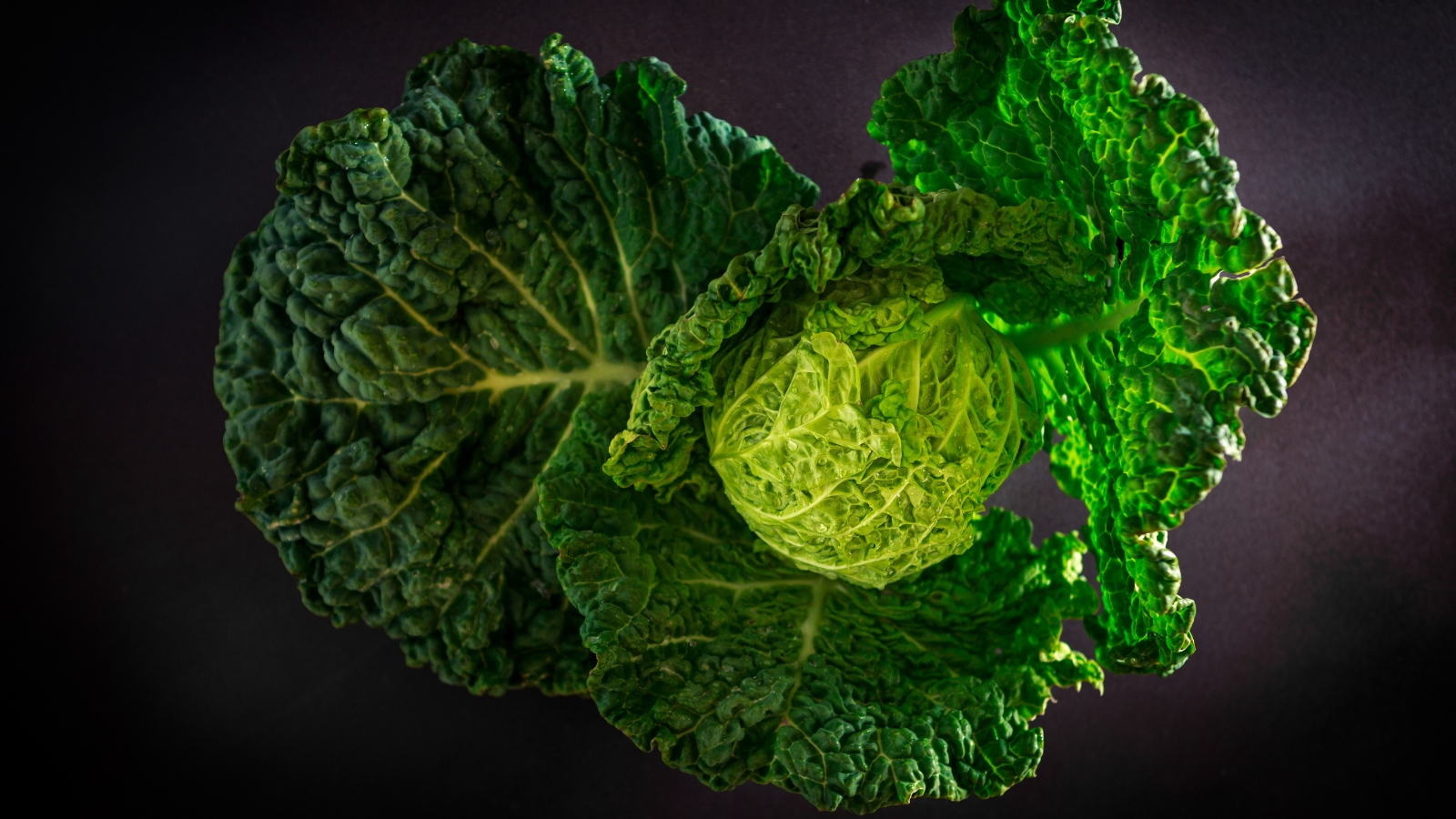 A tightly wound Brassica oleracea head with overlapping bright green, crinkled leaves, captured in dramatic lighting with a dark backdrop.