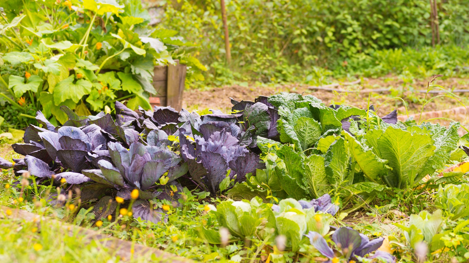 A garden plot with vibrant purple and green Brassica oleracea plants side by side, their leaves showing contrasting colors and textures.