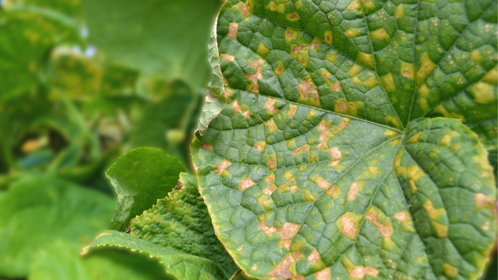 Close-up of a cucumbers leaf affected by Downy Mildew, showing yellow spots on the upper surface and a downy, grayish-white fungal growth underneath.