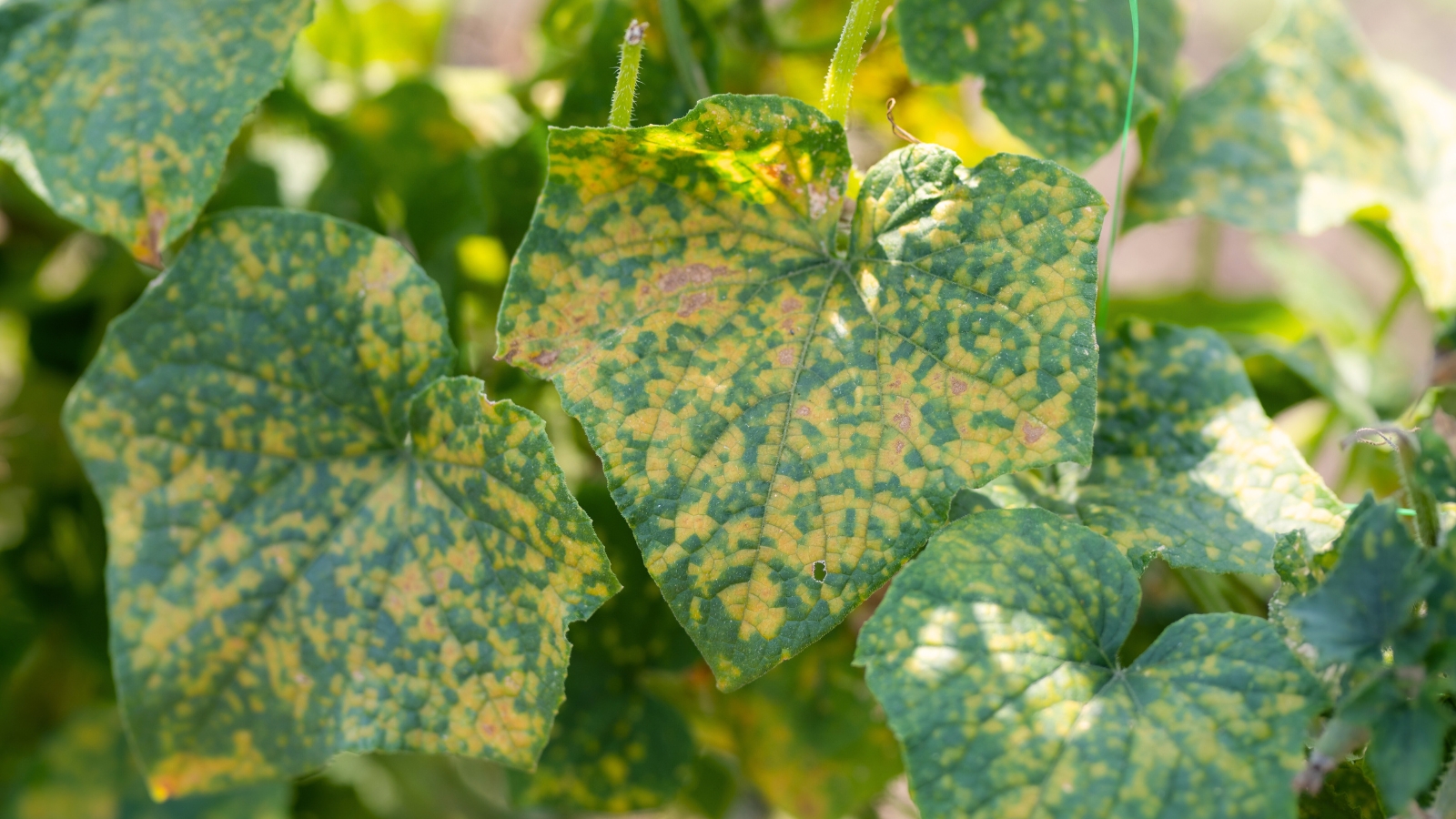 Cucumber leaves display noticeable yellow patches, indicating an infection of downy mildew.