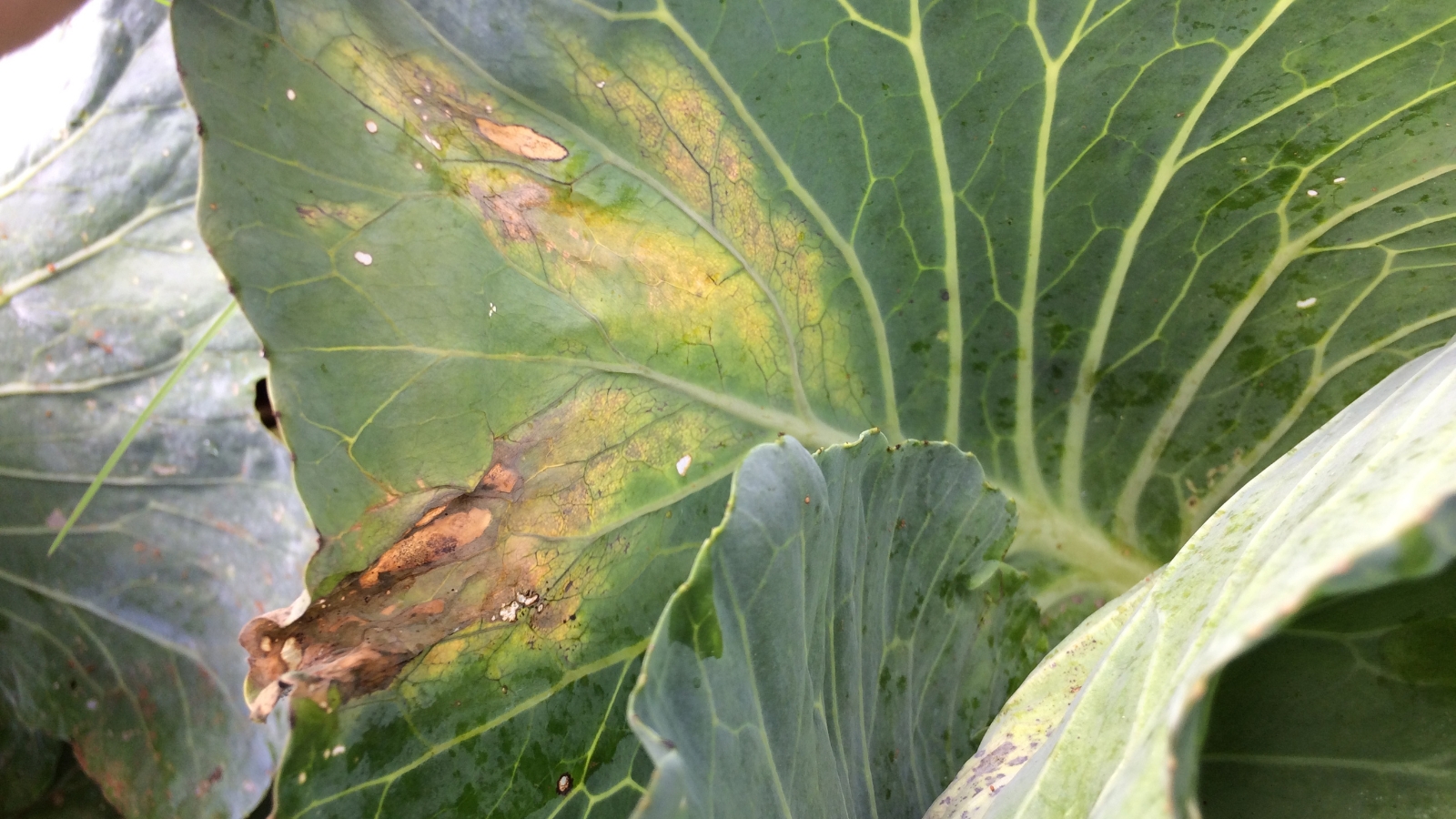 A budding purple Brassica oleracea head with tightly coiled leaves, nestled within broader green leaves that show infection of black rot.