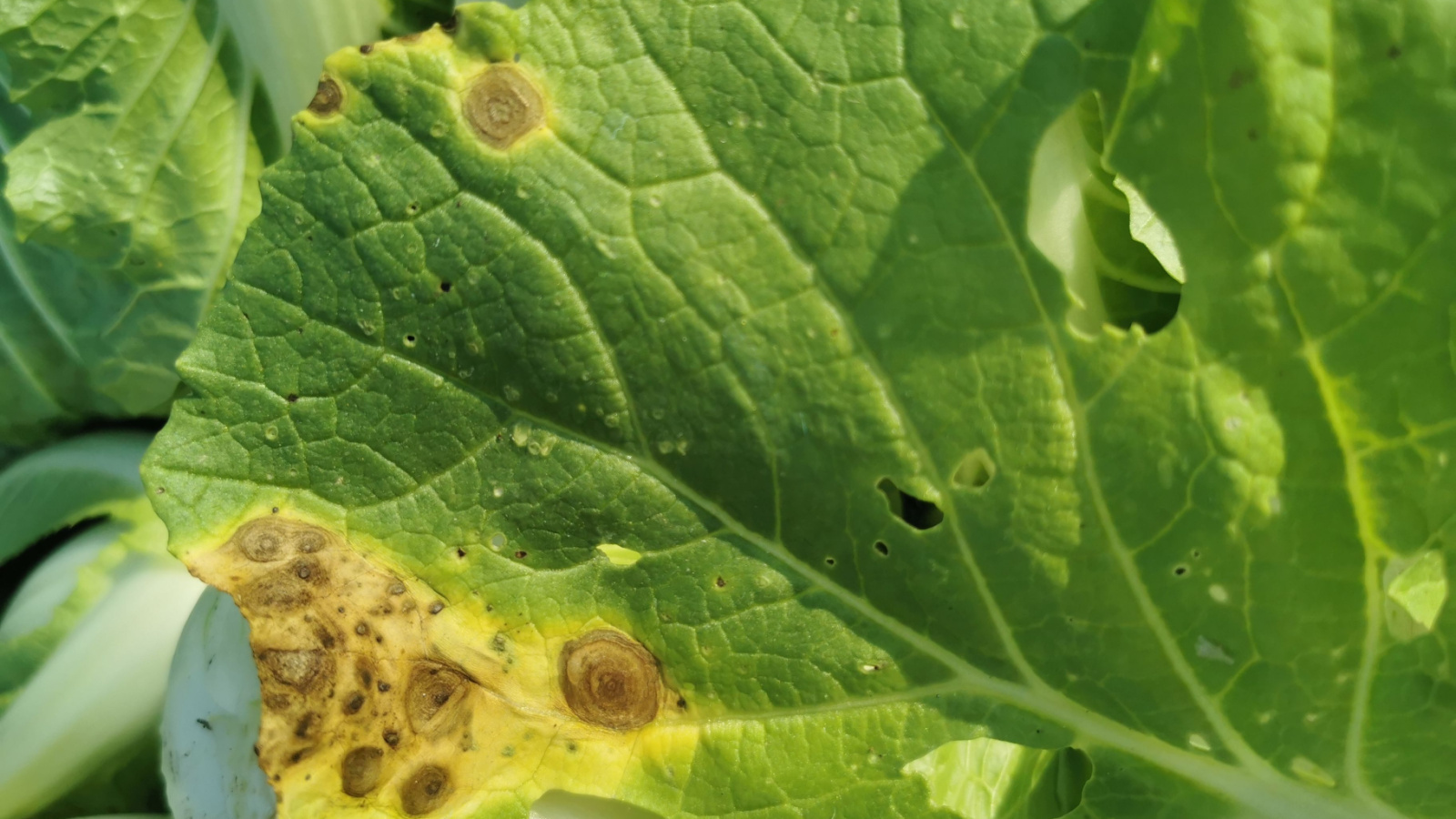 A close up of a brassica leaf displaying brown ringed leaf spots and overall leaf yellowing. 