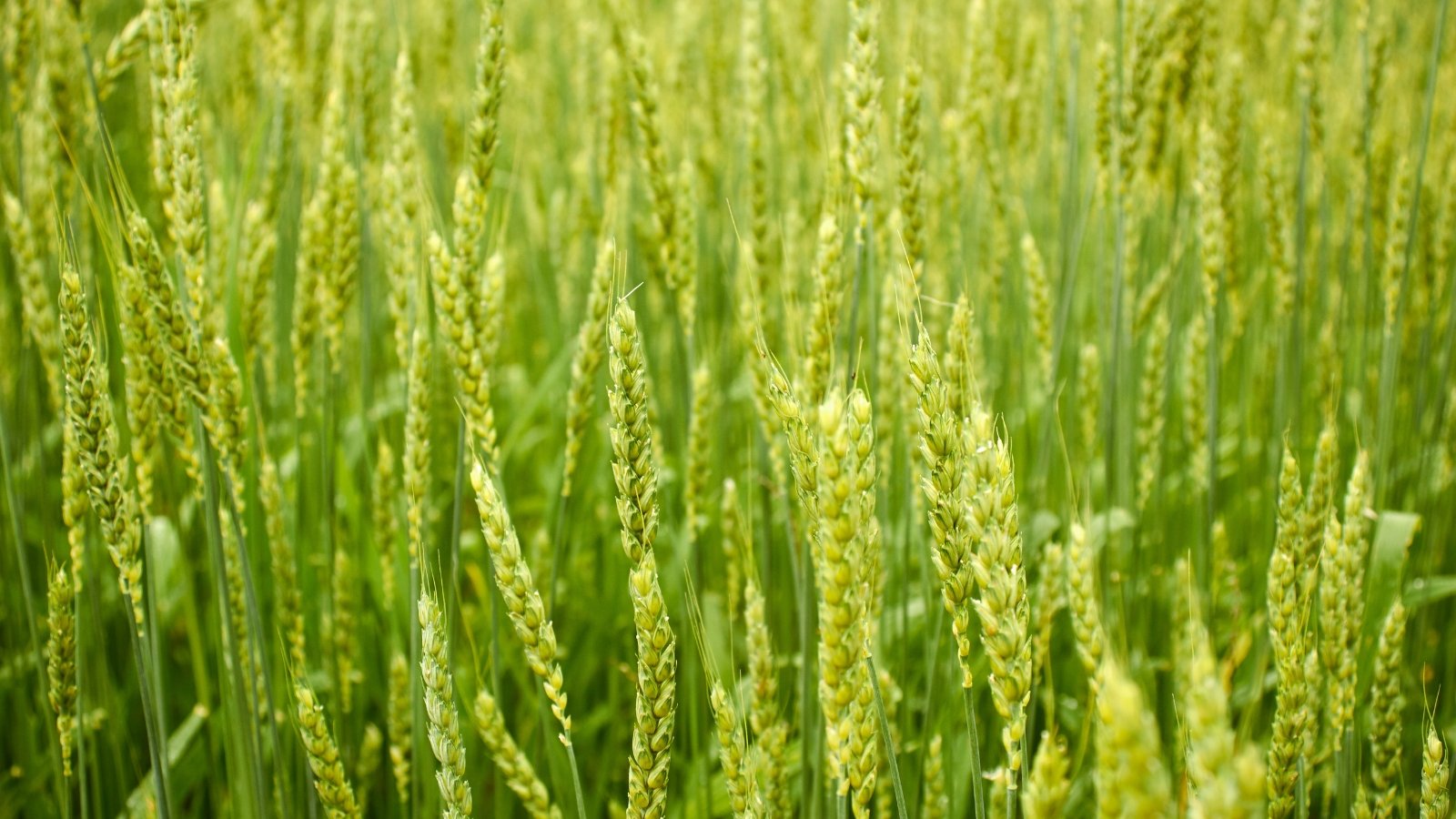 Tall, slender stalks with narrow green leaves, producing dense clusters of grain heads at the top.
