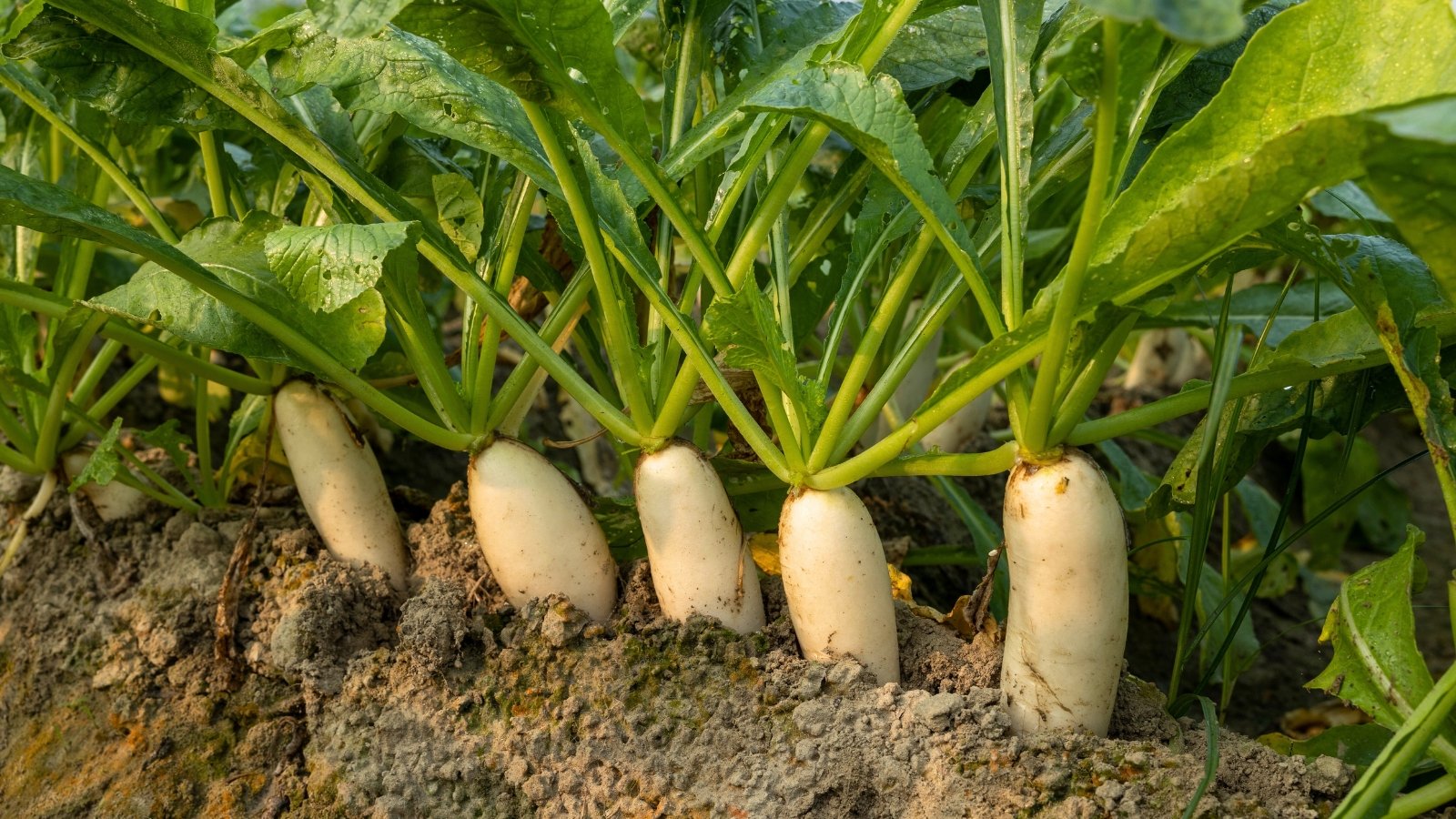 Large green leaves with long, thick, white taproots that penetrate deeply into the soil, protruding above ground.