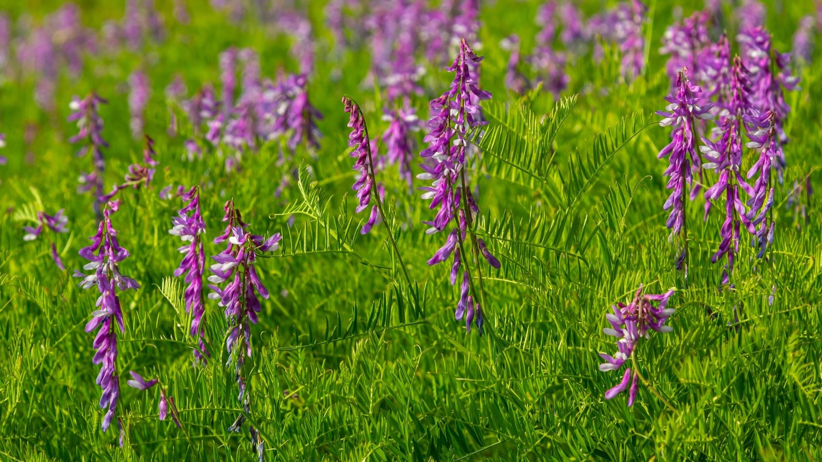 Vining stems with soft, feathery leaves and small purple flowers, forming dense, creeping mats.