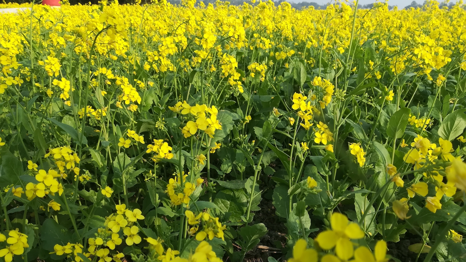 Tall, leafy plants with dark green, deeply lobed leaves and clusters of vibrant yellow flowers at the top of branching stems.
