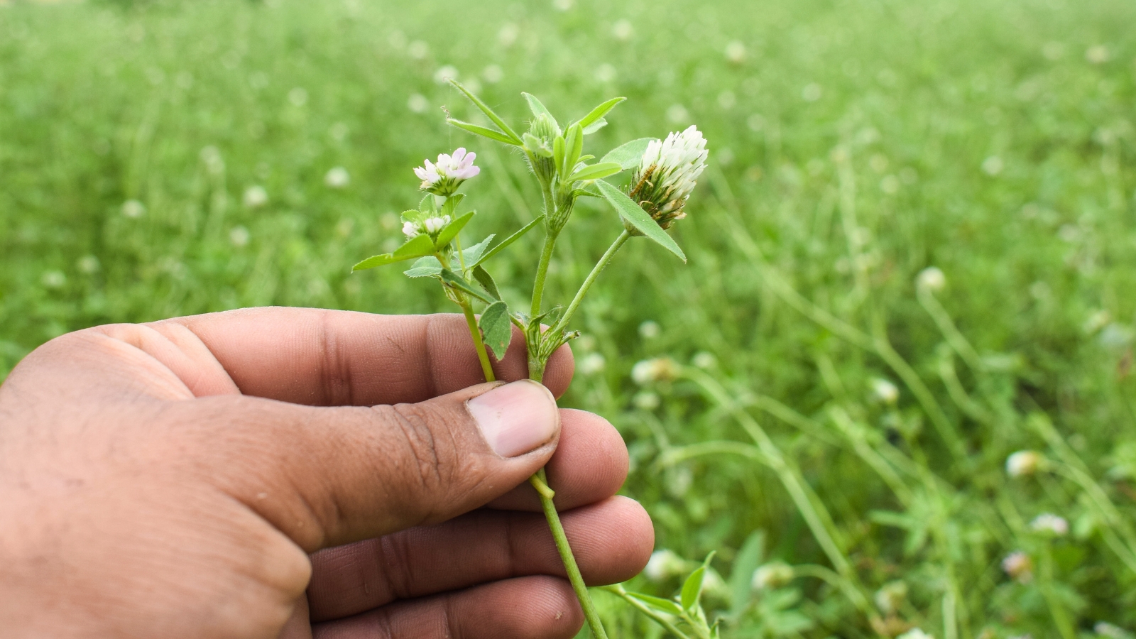 Close-up of a gardener's hand holding a plant with narrow green leaves and clusters of tiny white flowers that bloom in thick groups.