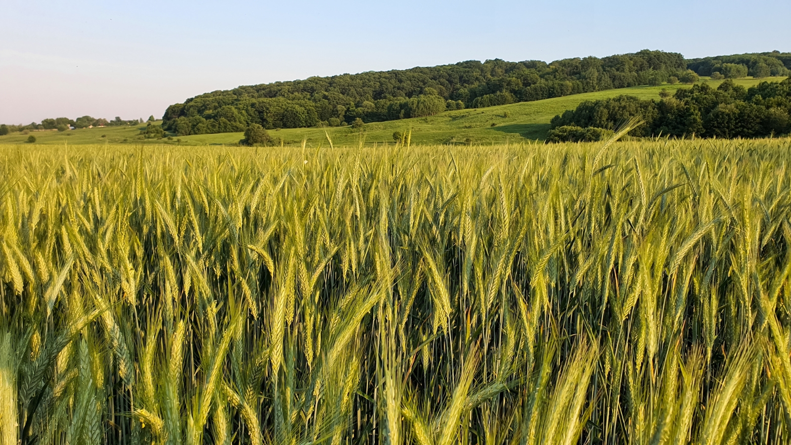 Sturdy, upright plants with narrow green leaves and dense, golden grain heads.
