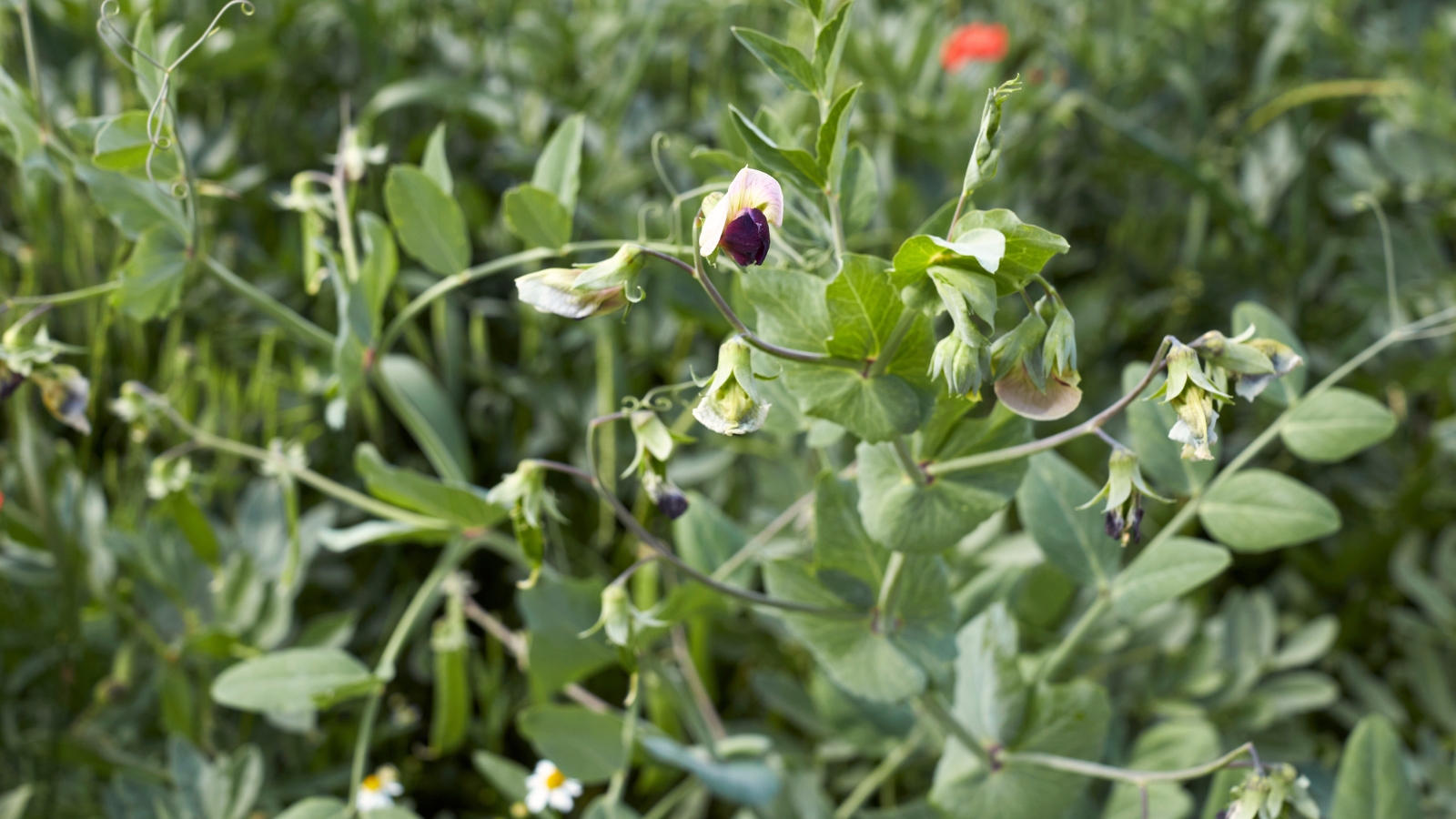 Sprawling vines with delicate, feathery leaves, pinkish-lavender blossoms, and tendrils.