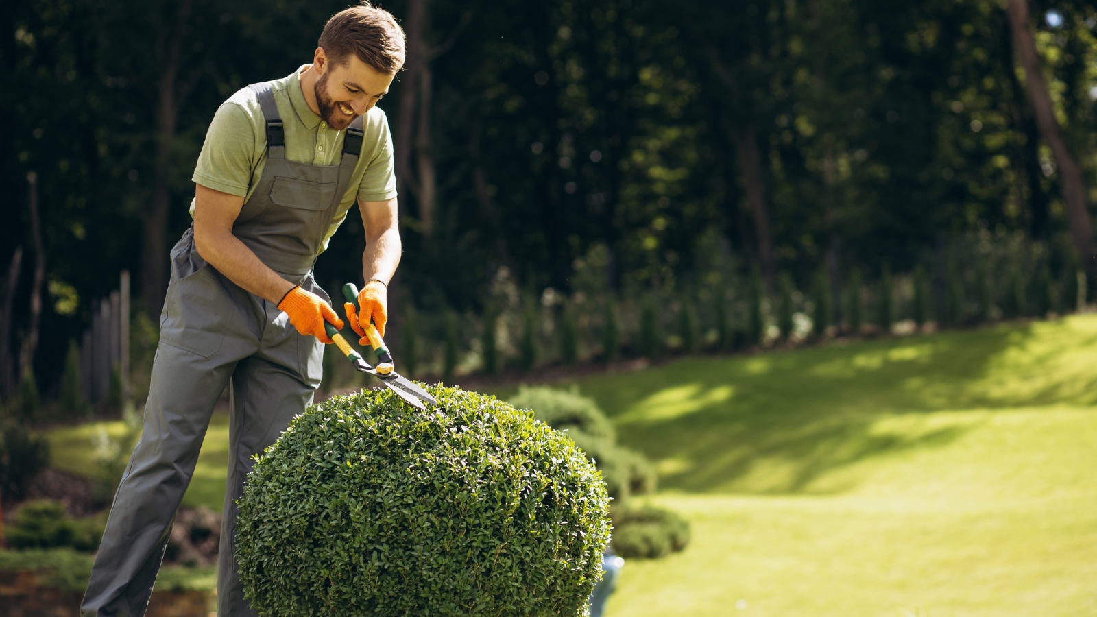 A gardener leans over a dense, round green shrub, carefully shaping it with precise cuts, surrounded by a well-maintained grassy area.