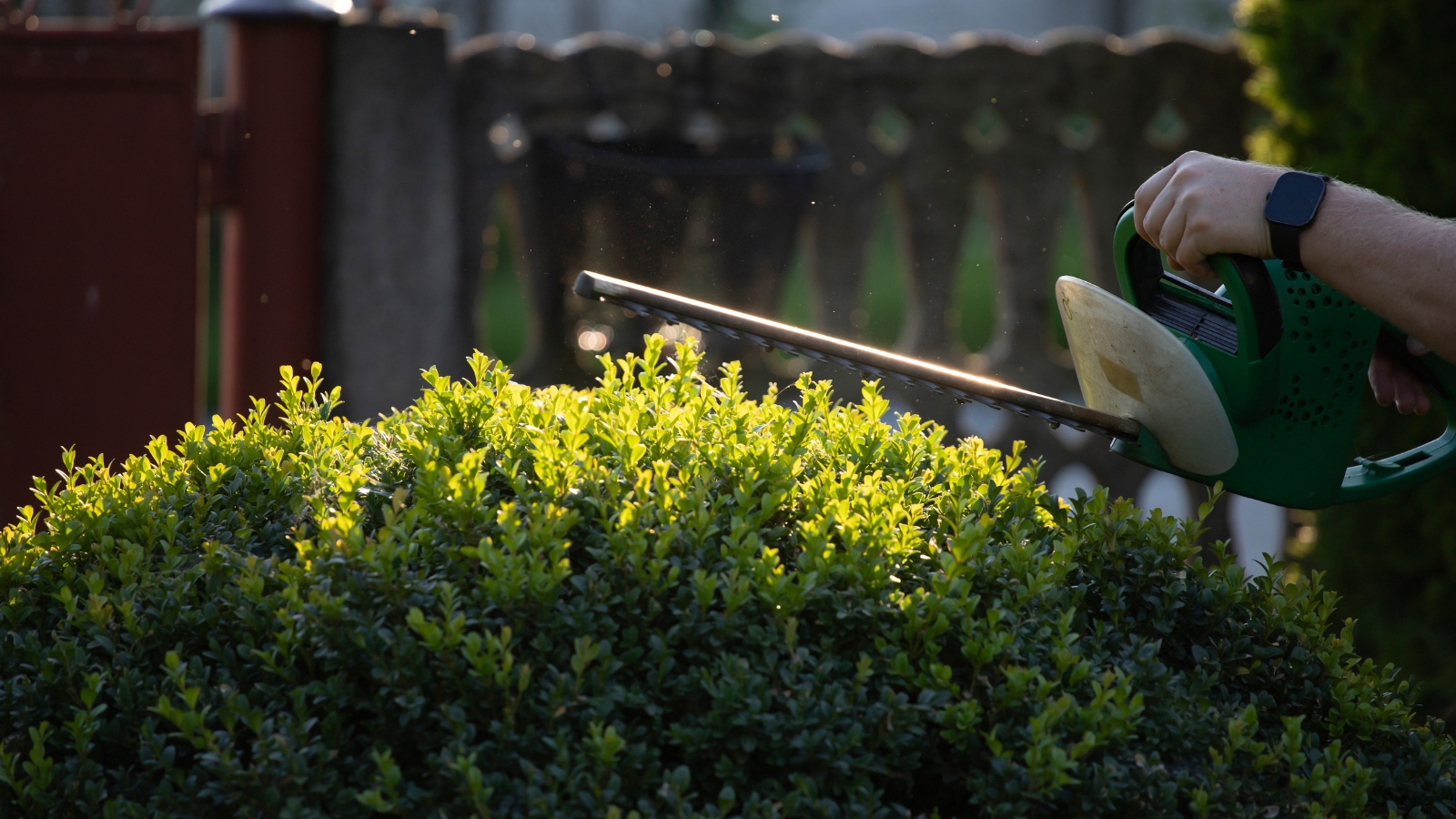 A scene capturing the precise cutting of dense green bushes in the evening, with closely packed leaves forming a rounded shape and reflecting the soft evening light.