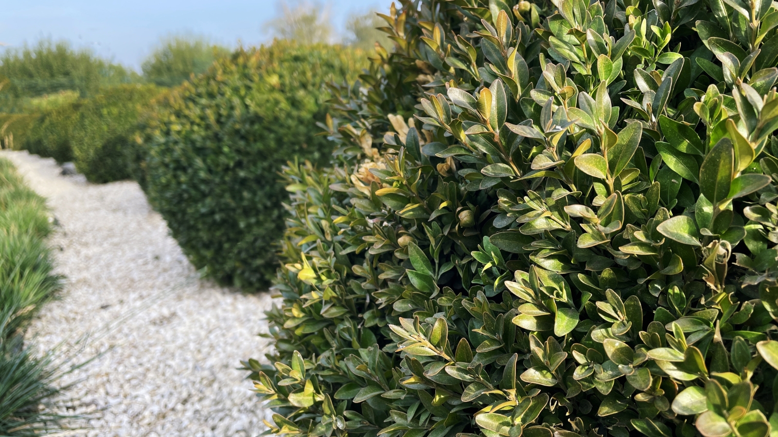 A scenic pathway bordered by meticulously shaped green bushes, leading into a garden with smooth, rounded foliage and accented by a mix of lush greenery.