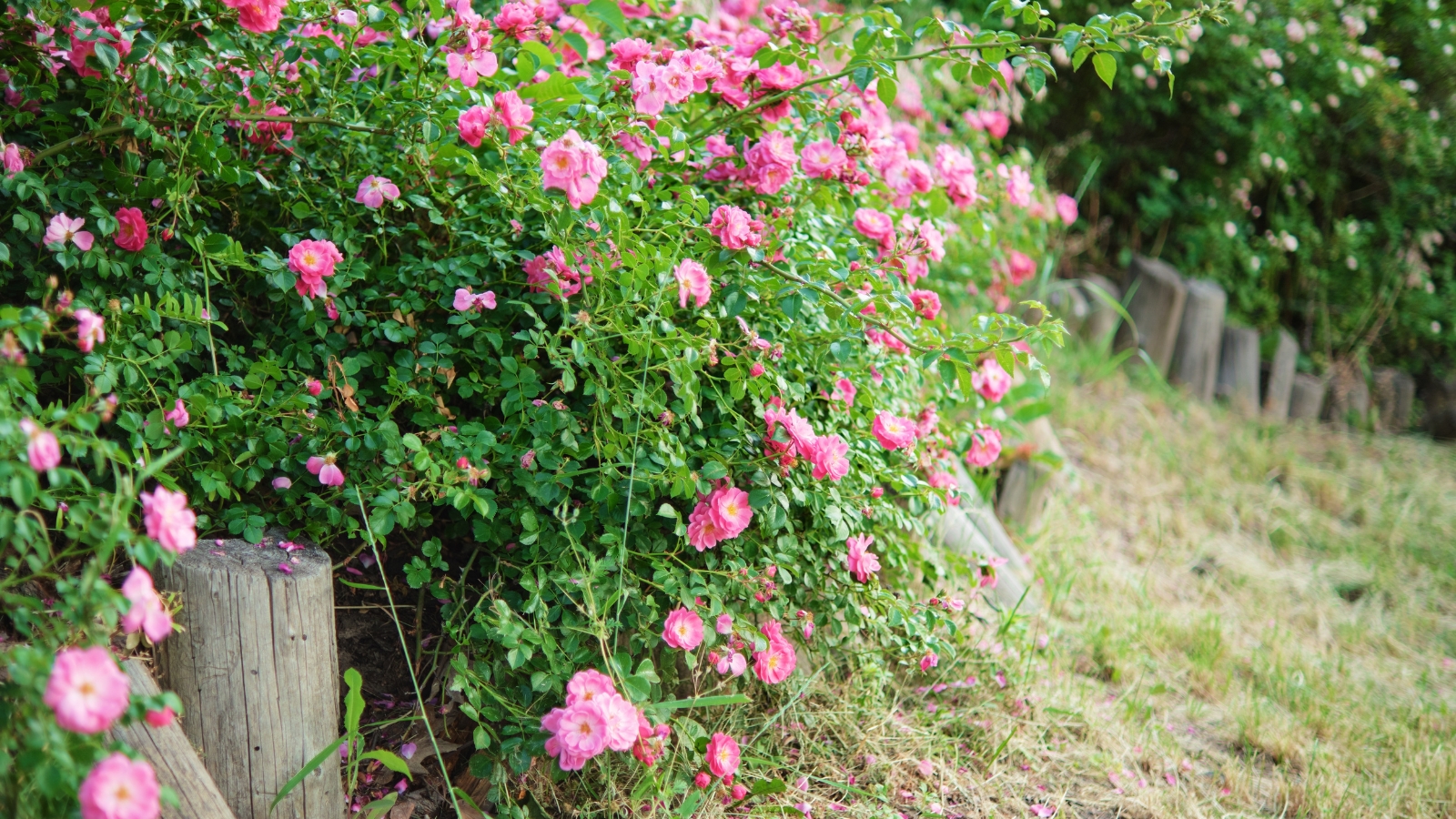 A vibrant rose bush with dense clusters of pink flowers, growing robustly along a wooden fence, with thick green leaves framing the delicate blooms.