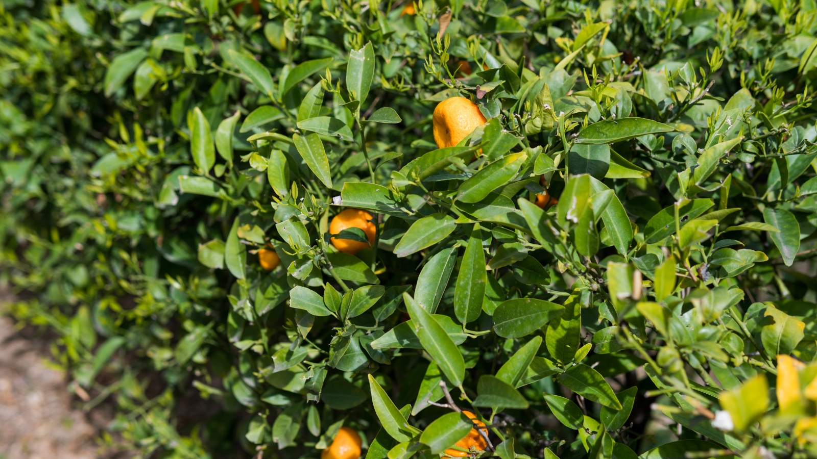 A thriving citrus plant with glossy green leaves, showcasing small, bright orange fruits nestled among the dense foliage.