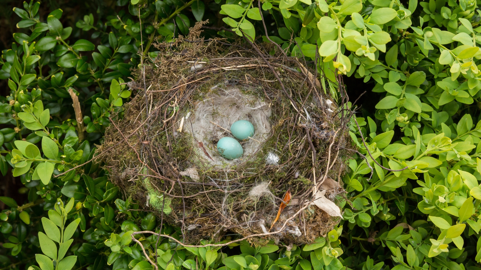 A bird’s nest tucked within thick green foliage, holding small, speckled blue eggs, surrounded by dense leaves and twigs providing natural protection.