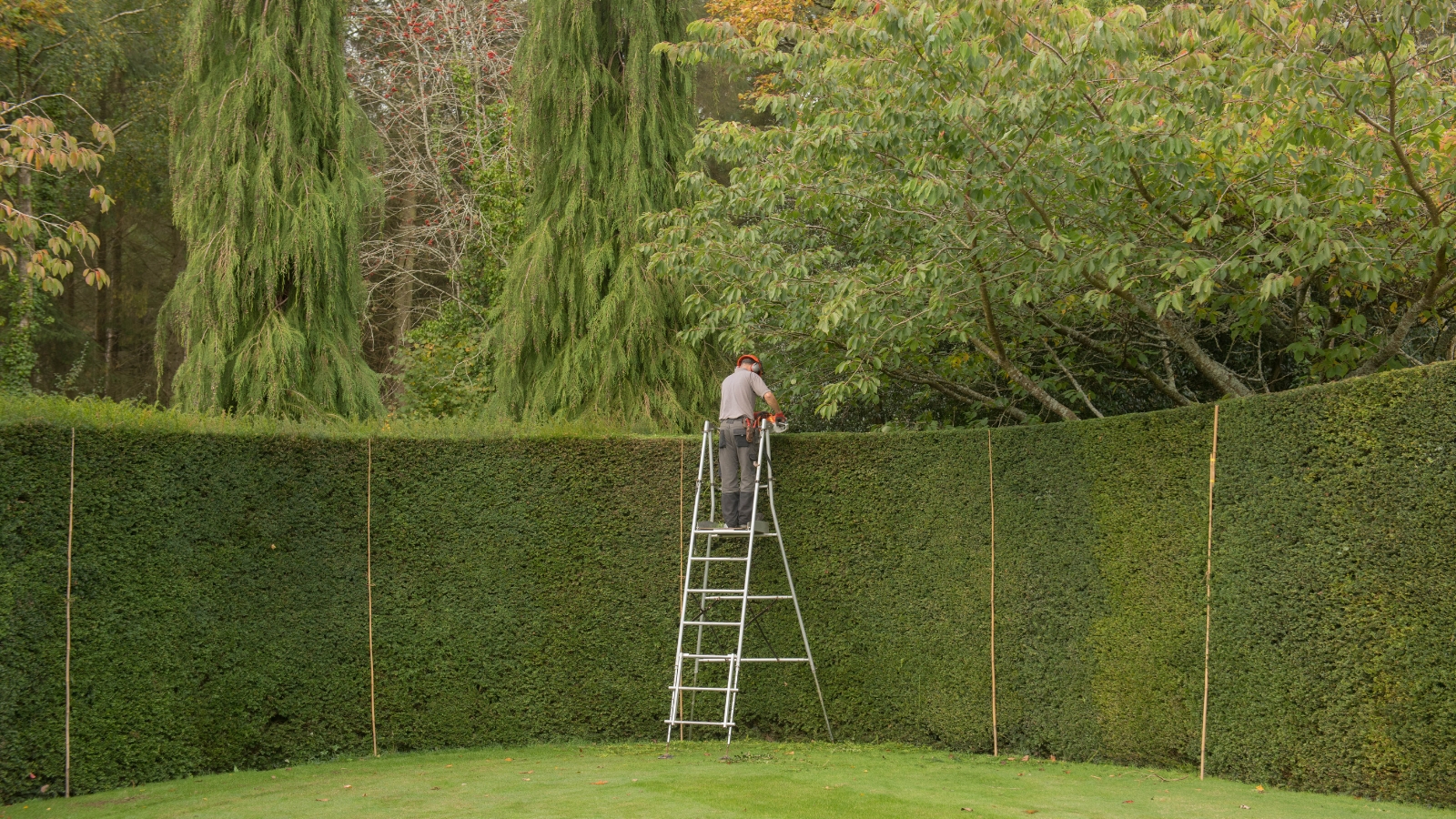 A gardener stands on a ladder in front of tall, dense green shrubs, using stakes to maintain their towering structure, surrounded by a peaceful garden landscape.