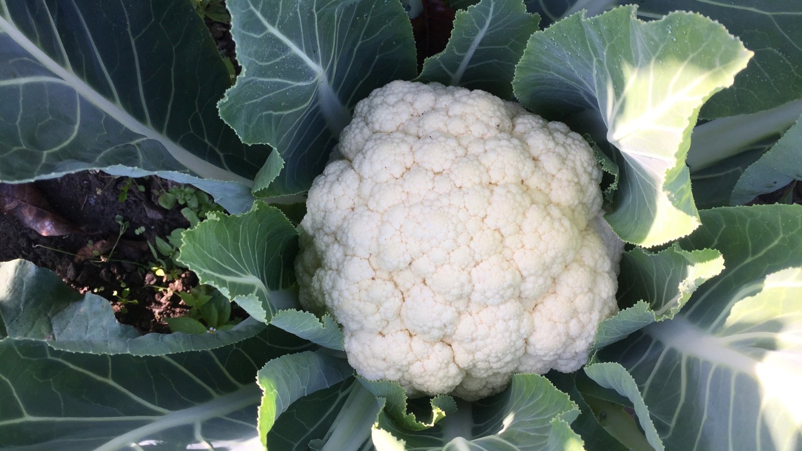 This crop displays broad, thick leaves with a light green color, surrounding a compact, round head of tightly clustered white florets.
