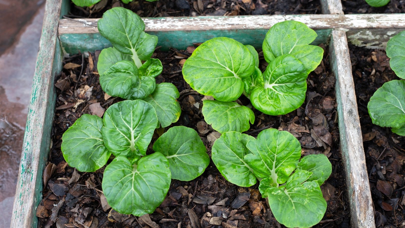 The plant features broad, smooth, light green leaves that form a rosette, with a crisp texture and a central stalk that is succulent and tender.