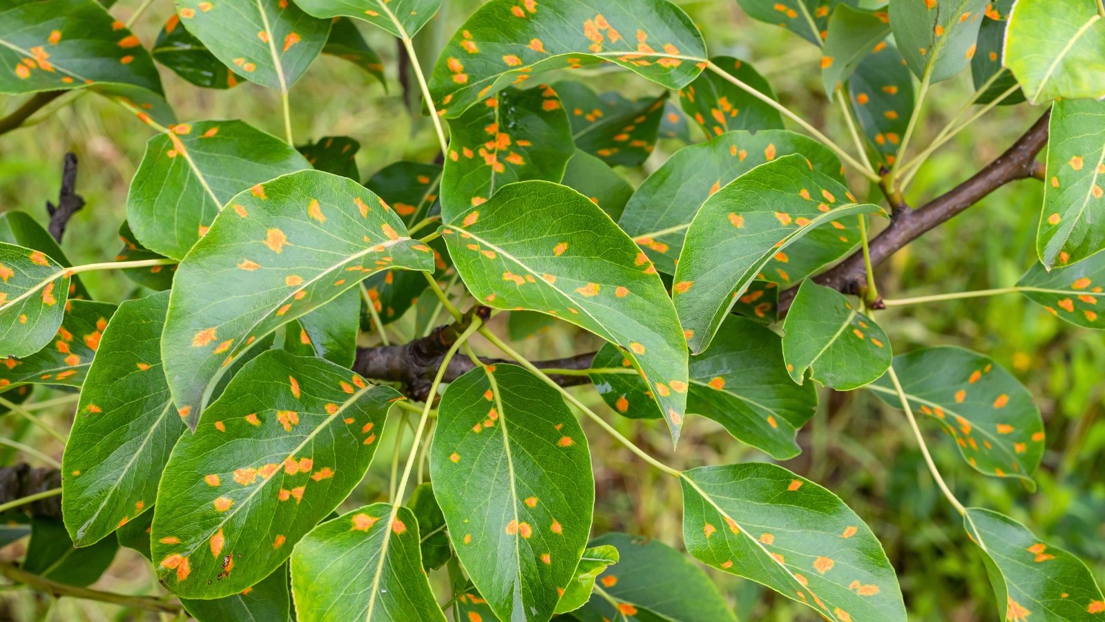 Close-up of glossy green pear leaves displaying rust as orange spots on the surface.