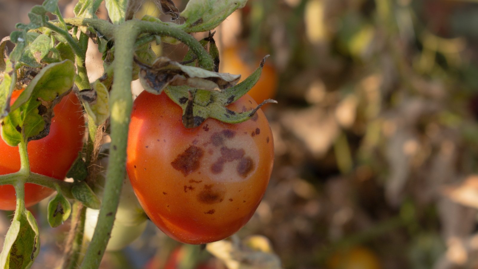 Anthracnose manifesting on ripe Lycopersicon esculentum, hanging from a stem.