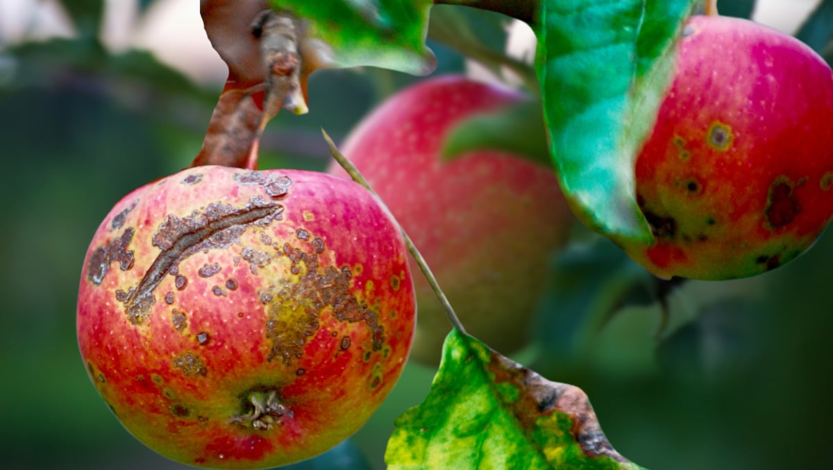 The fruits and leaves of an apple tree are affected by the fungal disease scab. A stack of apples with apple scab disease Venturia inaequalis.