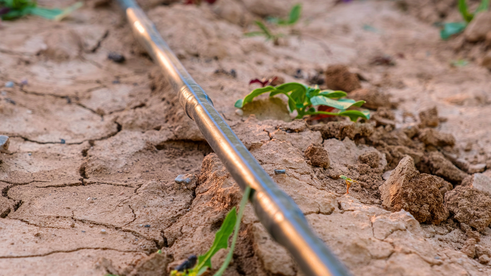 A drip irrigation system is laid among young seedlings growing in dry soil.