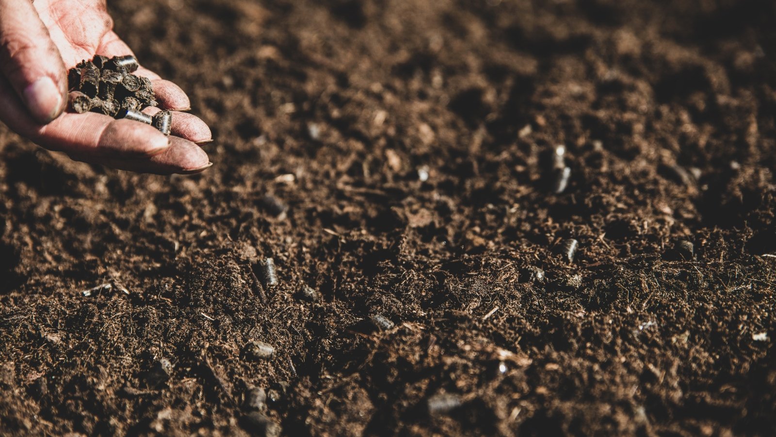 Close-up of a gardener's hand sprinkling organic granular fertilizer onto dark brown soil.