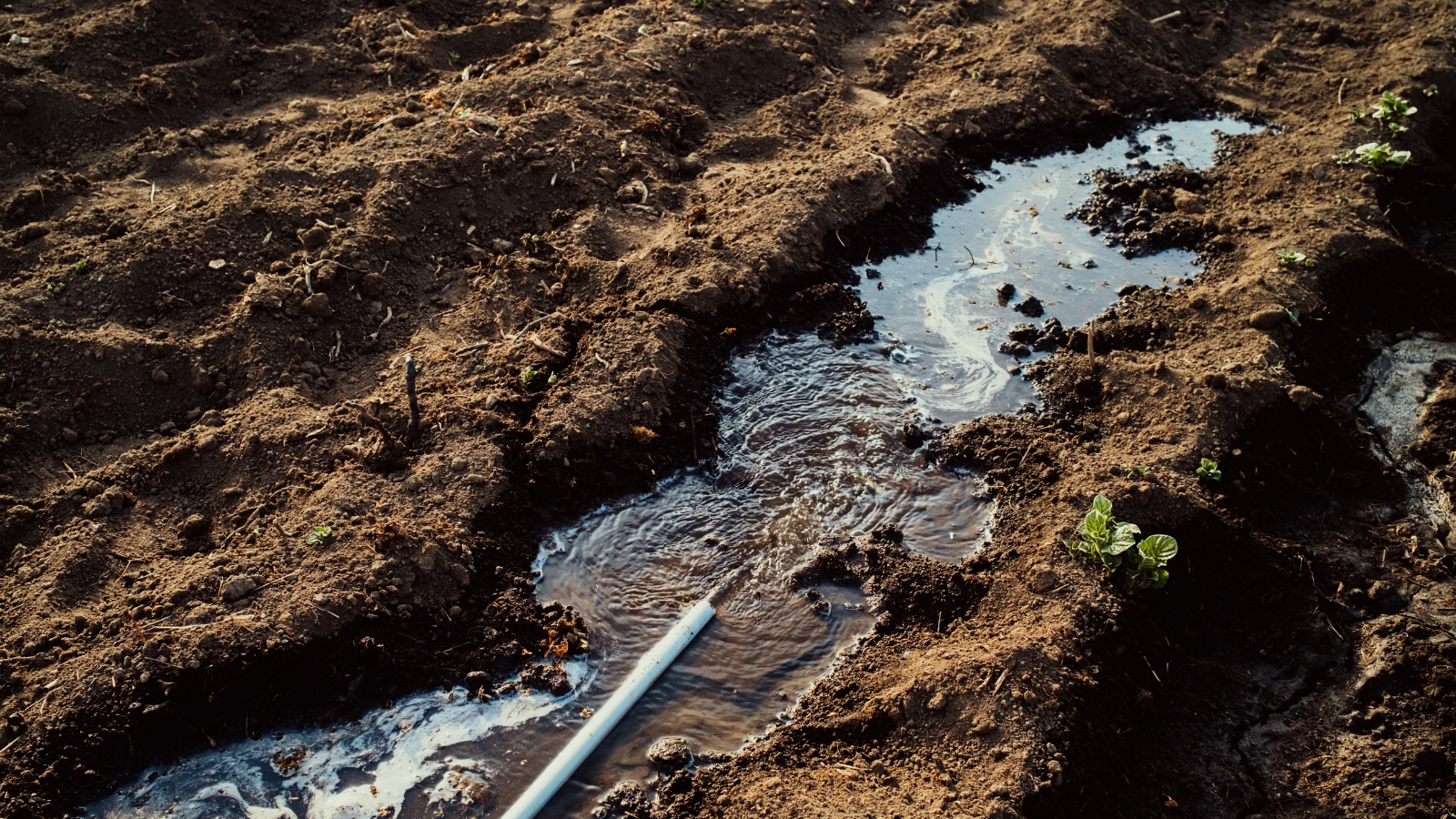 A stream of water from a hose pours over a bed of dark brown loose soil.