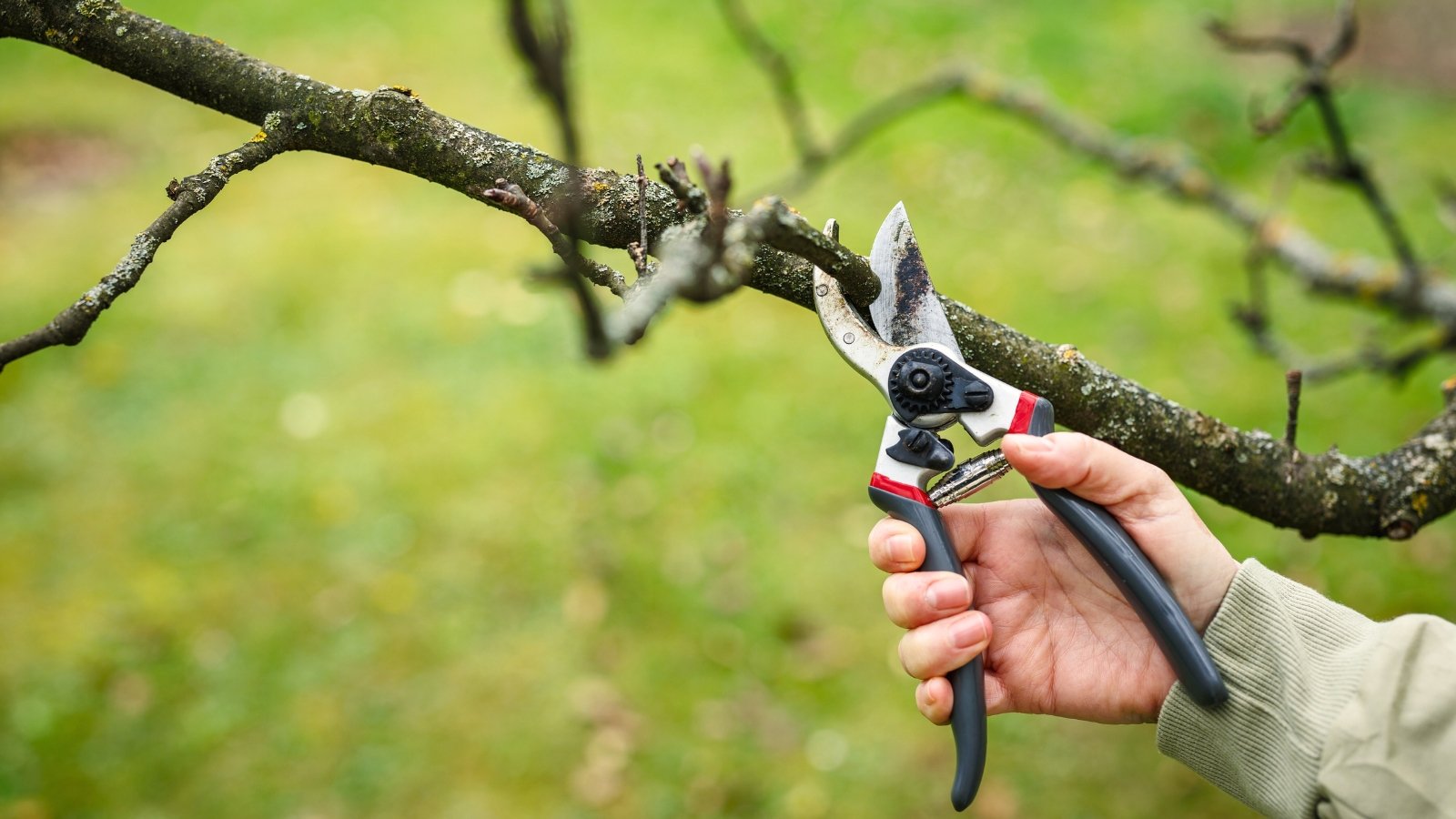 Close-up of a man with pruning shears poised to trim the bare branches of a fruit tree in a garden, with a blurred background of green lawn.
