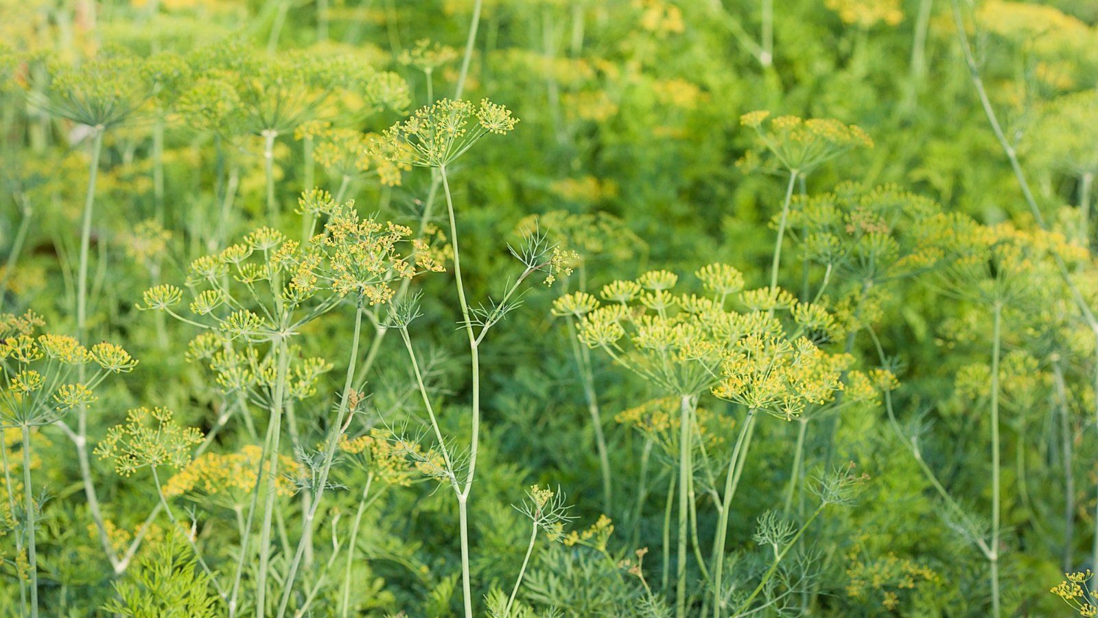 Feathery, fine green leaves with delicate yellow flowers on tall, hollow stems.
