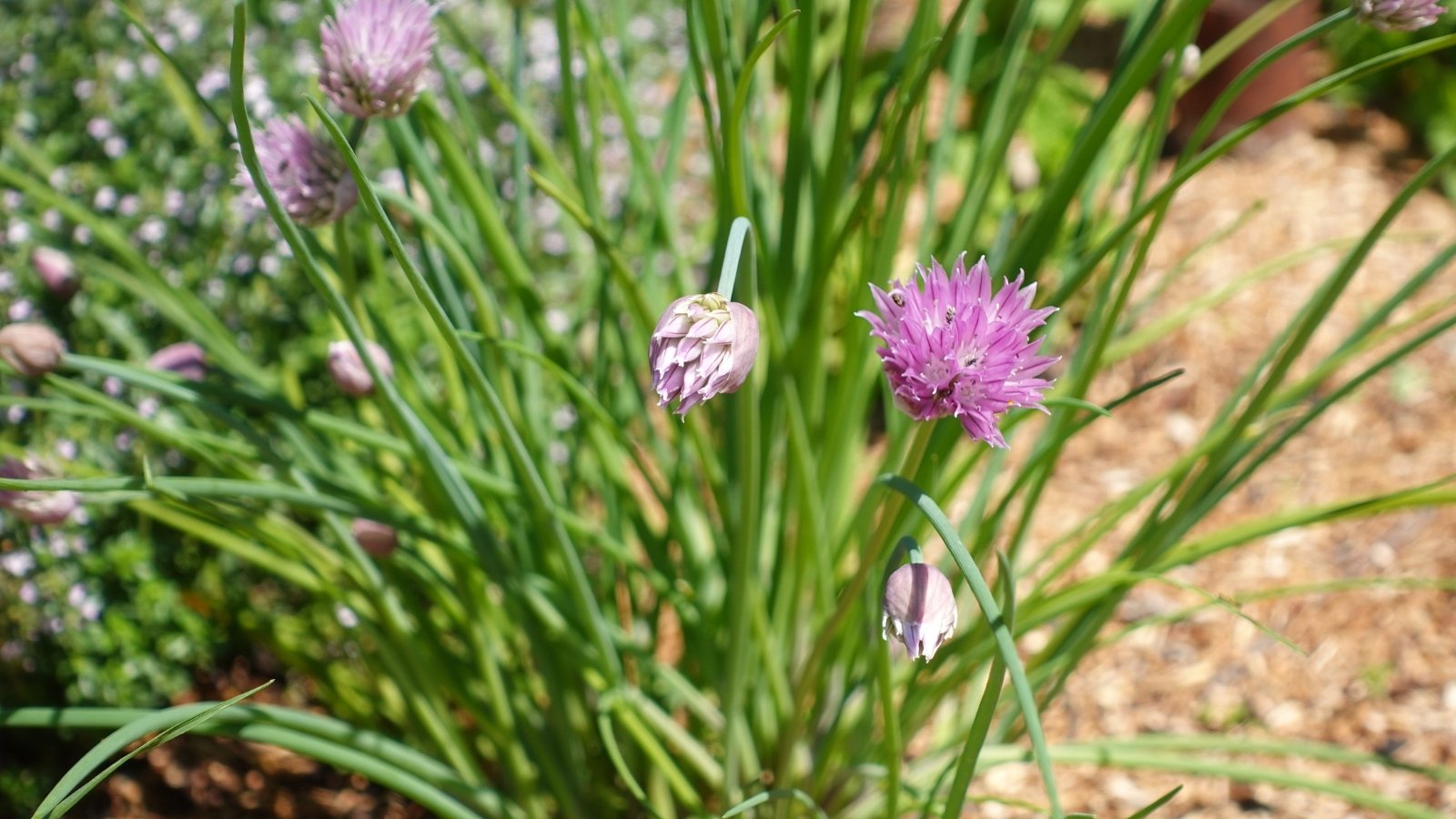 Hollow, thin green stems with round, purple flower clusters at the tips.